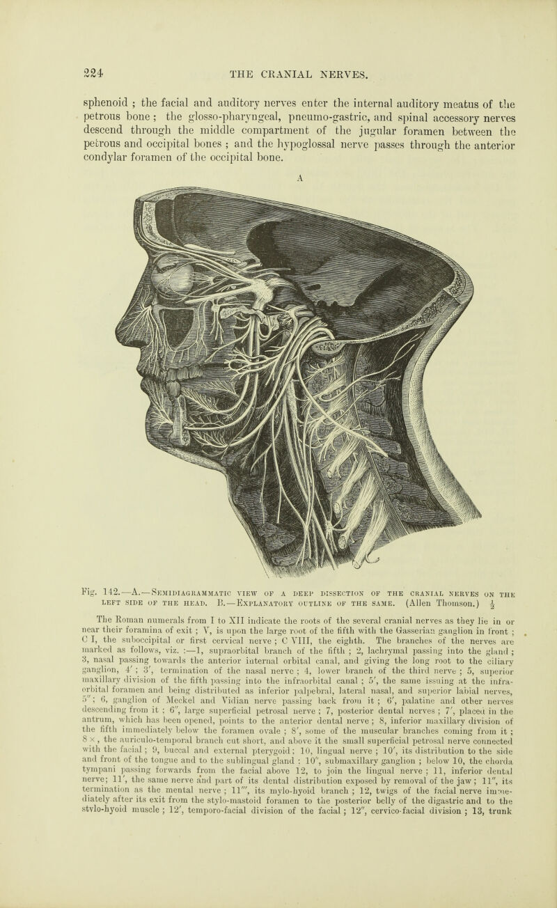 sphenoid ; the facial and auditory nerves enter the internal auditory meatus of the petrous bone ; the glosso-pharyngeal, pneumo-gastric, and spinal accessory nerves descend through the middle compartment of the jugular foramen between the petrous and occipital bones ; and the hypoglossal nerve passes through the anterior condylar foramen of the occipital bone. A Fig. 142.—A.—Semidiagrammatic view of a deep dissection of the cranial nerves on the LEFT SIDE OF THE HEAD. B. — EXPLANATORY OUTLINE OF THE SAME. (Allen Thomson.) ^ The Roman numerals from I to XII indicate the roots of the several cranial nerves as they lie in or near their foramina of exit ; V, is upon the large root of the fifth with the Grasserian ganglion in front ; C I, the suboccipital or first cervical nerve ; C VIII, the eighth. The branches of the nerves are marked as follows, viz. :—1, supraorbital branch of the fifth ; 2, lachrymal passing into the gland ; 3, nasal passing towards the anterior internal orbital canal, and giving the long root to the ciliary ganglion, 4' ; 3', termination of the nasal nerve ; 4, lower branch of the third nerve ; 5, superior maxillary division of the fifth passing into the infraorbital canal ; 5', the same issuing at the infra¬ orbital foramen and being distributed as inferior palpebral, lateral nasal, and superior labial nerves, 5; 6, ganglion of Meckel and Vidian nerve passing back from it ; 6', palatine and other nerves descending from it ; 6, large superficial petrosal nerve ; 7, posterior dental nerves ; 7', placed in the antrum, which has been opened, points to the anterior dental nerve ; 8, inferior maxillary division of the fifth immediately below the foramen ovale ; 8', some of the muscular branches coming from it; 8 x , the auriculo-temporal branch cut short, and above it the small superficial petrosal nerve connected with the facial; 9, buccal and external pterygoid; 10, lingual nerve ; 10', its distribution to the side and front of the tongue and to the sublingual gland : 10, submaxillary ganglion ; below 10, the chorda tympani passing forwards from the facial above 12, to join the lingual nerve ; 11, inferior dental nerve; 11', the same nerve and part of its dental distribution exposed by removal of the jaw; 11, its termination as the mental nerve ; 11', its mylo-hyoid branch ; 12, twigs of the facial nerve imme¬ diately after its exit from the stylo-mastoid foramen to the posterior belly of the digastric and to the stylo-hyoid muscle ; 12', temporo-facial division of the facial; 12, cervico-facial division ; 13, trunk