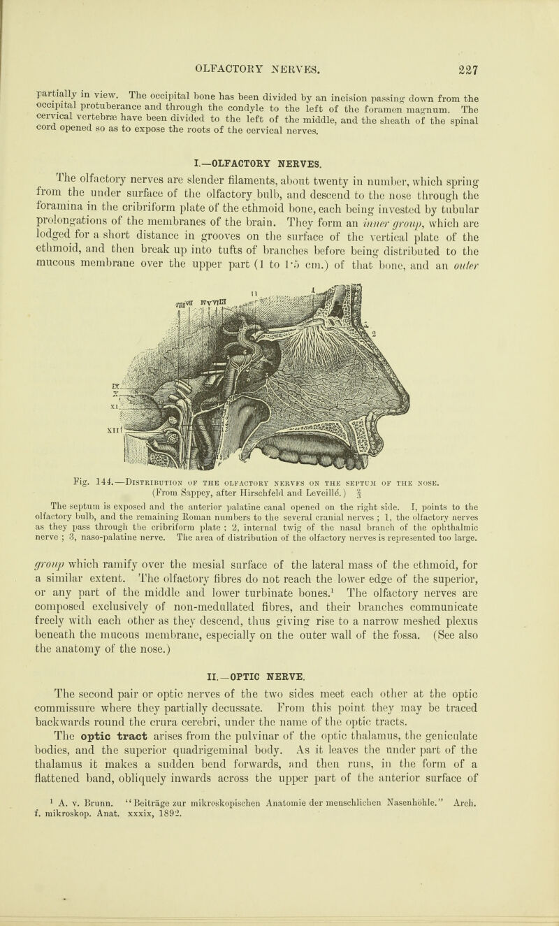 partially in view. The occipital bone has been divided by an incision passing down from the occipital protuberance and through the condyle to the left of the foramen magnum. The cervical vertebrae have been divided to the left of the middle, and the sheath of the spinal cord opened so as to expose the roots of the cervical nerves. I.—OLFACTORY NERVES. The olfactory nerves are slender filaments, about twenty in number, which spring fiom the under surface of the olfactory bulb, and descend to the nose through the foramina in the cribriform plate of the ethmoid bone, each being invested by tubular prolongations of the membranes of the brain. They form an inner group, which are lodged for a short distance in grooves on the surface of the vertical plate of the ethmoid, and then break up into tufts of branches before being distributed to the mucous membrane over the upper part (1 to 1*5 cm.) of that bone, and an outer Fig. 144.—Distribution of the olfactory nervfs on the septum of the nose. (From Sappey, after Hirschfeld and Leveille.) § The septum is exposed and the anterior palatine canal opened on the right side. I, points to the olfactory bulb, and the remaining Roman numbers to the several cranial nerves ; 1, the olfactory nerves as they pass through the cribriform plate ; 2, internal twig of the nasal branch of the ophthalmic nerve ; 3, naso-palatine nerve. The area of distribution of the olfactory nerves is represented too large. group which ramify over the mesial surface of the lateral mass of the ethmoid, for a similar extent. The olfactory fibres do not reach the lower edge of the superior, or any part of the middle and lower turbinate bones.1 The olfactory nerves are composed exclusively of non-medullated fibres, and their branches communicate freely with each other as they descend, thus giving rise to a narrow meshed plexus beneath the mucous membrane, especially on the outer wall of the fossa. (See also the anatomy of the nose.) II.-OPTIC NERVE. The second pair or optic nerves of the two sides meet each other at the optic commissure where they partially decussate. From this point they may be traced backwards round the crura cerebri, under the name of the optic tracts. The optic tract arises from the pulvinar of the optic thalamus, the geniculate bodies, and the superior quadrigeminal body. As it leaves the under part of the thalamus it makes a sudden bend forwards, and then runs, in the form of a flattened band, obliquely inwards across the upper part of the anterior surface of 1 A. v. Brunn. “Beitriigezur mikroskopischen Anatomie der menschlichen Nasenhohle.” Arch, f. mikroskop. Anat. xxxix, 1892.