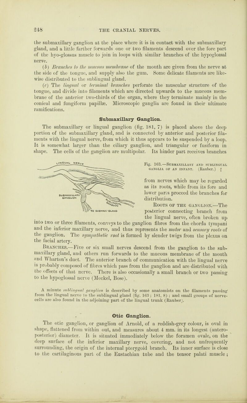 the submaxillary ganglion at the place where it is in contact with the submaxillary gland, and a little farther forwards one or two filaments descend over the fore part of the hyo-glossus muscle to join in loops with similar branches of the hypoglossal nerve. (b) Branches to the mucous membrane of the mouth are given from the nerve at the side of the tongue, and supply also the gum. Some delicate filaments are like¬ wise distributed to the sublingual gland. (c) The lingual or terminal branches perforate the muscular structure of the tongue, and divide into filaments which are directed upwards to the mucous mem¬ brane of the anterior two-thirds of the organ, where they terminate mainly in the conical and fungiform papillae. Microscopic ganglia are found in their ultimate ramifications. Submaxillary Ganglion. The submaxillary or lingual ganglion (fig. 181, 7) is placed above the deep portion of the submaxillary gland, and is connected by anterior and posterior fila¬ ments with the lingual nerve, from which it thus appears to be suspended by a loop. It is somewhat larger than the ciliary ganglion, and triangular or fusiform in shape. The cells of the ganglion are multipolar. Its hinder part receives branches Fig. 163.—Submaxillary and sublingual GANGLIA OP AN INFANT. (Rauber.) f from nerves which may be regarded as its roots, while from its fore and lower parts proceed the branches for distribution. Roots of the ganglion.—The posterior connecting branch from the lingual nerve, often broken up into two or three filaments, conveys to the ganglion fibres from the chorda tympani and the inferior maxillary nerve, and thus represents the motor and sensory roots of the ganglion. The sympathetic root is formed by slender twigs from the plexus on the facial artery. Branches.—Five or six small nerves descend from the ganglion to the sub¬ maxillary gland, and others run forwards to the mucous membrane of the mouth end Wharton’s duct. The anterior branch of communication with the lingual nerve is probably composed of fibres which pass from the ganglion and are distributed with the offsets of that nerve. There is also occasionally a small branch or two passing to the hypoglossal nerve (Meckel, Bose). A minute sublingual ganglion is described by some anatomists on the filaments passing'' from the lingual nerve to the sublingual gland (fig. 163 ; 181, 8) ; and small groups of nerve- cells are also found in the adjoining part of the lingual trunk (Rauber). Otic Ganglion. The otic ganglion, or ganglion of Arnold, of a reddish-grey colour, is oval in shape, flattened from within out, and measures about 4 mm. in its longest (antero¬ posterior) diameter. It is situated immediately below the foramen ovale, on the deep surface of the inferior maxillary nerve, covering, and not unfrequently surrounding, the origin of the internal pterygoid branch. Its inner surface is close to the cartilaginous part of the Eustachian tube and the tensor palati muscle ;