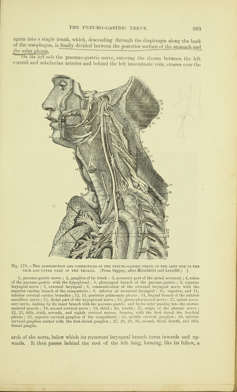 again into a single trunk, which, descending through the diaphragm along the back of the oesophagus, is finally divided between the posterior surface of the stomach and the solar plexus.  ... — —~—~—--- Oil the left side the pneumo-gastric nerve, entering the thorax between the left carotid and subclavian arteries and behind the left innominate vein, crosses over the Fig. 179.—Thr distribution and connections of the pneumo-gastric nerve on the left side in the neck and upper part of the thorax. (From Sappey, after Hirschfeld and Leveilld.) £ 1, pneumo-gastric nerve ; 2, ganglion of its trunk ; 3, accessory part of the spinal accessory ; 4, union of the pneumo-gastric with the hypoglossal; 5, pharyngeal branch of the pneumo-gastric ; 6, superior laryngeal nerve ; 7, external laryngeal ; 8, communication of the external laryngeal nerve with the superior cardiac branch of the sympathetic ; 9, inferior or recurrent laryngeal ; 10, superior, and 11, inferior cervical cardiac branches ; 12, 13, posterior pulmonary plexus ; 14, lingual branch of the inferior maxillary nerve ; 15, distal part of the hypoglossal nerve ; 16, glosso-pharyngeal nerve ; 17, spinal acces¬ sory nerve, uniting by its inner branch with the pneumo-gastric, and by its outer passing into the sterno- mastoid muscle ; 18, second cervical nerve ; 19, third; 20, fourth; 21, origin of the phrenic nerve; 22, 23, fifth, sixth, seventh, and eighth cervical nerves, forming with the first dorsal the brachial plexus ; 24, superior cervical ganglion of the sympathetic ; 25, middle cervical ganglion ; 26, inferior cervical ganglion united with the first dorsal ganglion ; 27, 28, 29, 30, second, third, fourth, and fifth dorsal ganglia. arch of the aorta, below which its recurrent laryngeal branch turns inwards and up¬ wards. It then passes behind the root of the left lung, forming, like its fellow, a