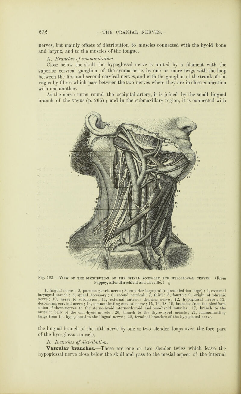 ;27>2 THE CR AXIAL XERVES. nerves, but mainly offsets of distribution to muscles connected with the hyoid bone and larynx, and to the muscles of the tongue. A. Branches of communication. Close below the skull the hypoglossal nerve is united by a filament with the superior cervical ganglion of the sympathetic, by one or more twigs with the loop between the first and second cervical nerves, and with the ganglion of the trunk of the vagus by fibres which pass between the two nerves where they are in close connection with one another. As the nerve turns round the occipital artery, it is joined by the small lingual branch of the vagus (p. 265) ; and in the ■ submaxillary region, it is connected with Fig. 183.—View OF THE DISTRIBUTION OF THE SPINAL ACCESSORY AND HYPOGLOSSAL NERVES. (FlOIU Sappey, after Hirschfeld and Leveille.) \ 1, lingual nerve ; 2, pneumo-gastric nerve ; 3, superior laryngeal (represented too large) ; 4, external kryngeal branch ; 5, spinal accessory ; 6, second cervical; 7, third ; 8, fourth ; 9, origin of phrenic nerve ; 10, nerve to subclavius ; 11, external anterior thoracic nerve ; 12, hypoglossal nerve ; 13, descending cervical nerve ; 14, communicating cervical nerve ; 15,16, 18, 19, branches from the plexiform union of these nerves to the sterno-hyoid, sterno-thyroid and omo-hyoid muscles ; 17, branch to the anterior belly of the omo-hyoid muscle ; 20, branch to the thyro-hyoid muscle; 21, communicating twigs from the hypoglossal to the lingual nerve ; 22, terminal branches of the hypoglossal nerve. the lingual branch of the fifth nerve by one or two slender loops over the fore part of the hyo-glossus muscle. B. Branches of distribution. Vascular branches.—These are one or two slender twigs which leave the hypoglossal nerve close below the skull and pass to the mesial aspect of the internal