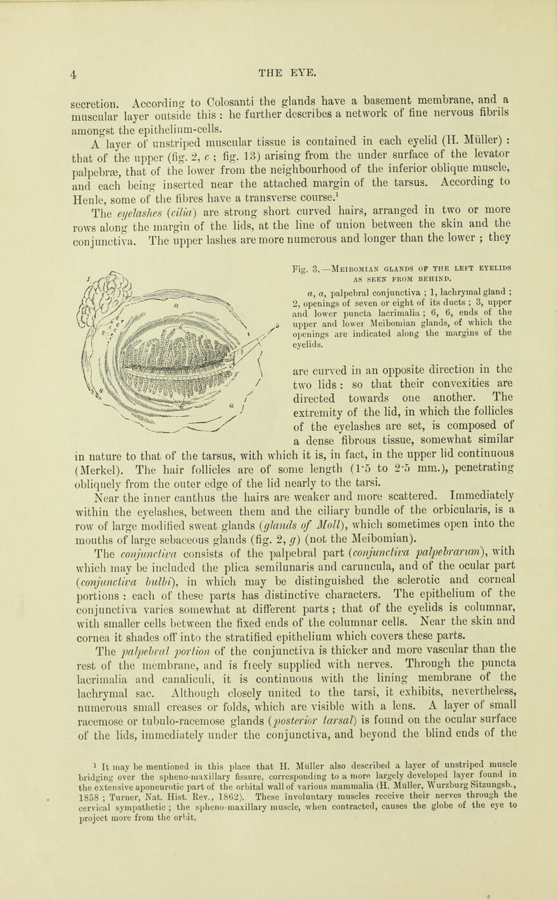 secretion. According to Colosanti the glands have a basement membrane, and a muscular layer outside this : he further describes a network of fine nervous fibrils amongst the epithelium-cells. A layer of unstriped muscular tissue is contained in each eyelid (H. Miiller) : that of the upper (fig. 2, c ; fig. 13) arising from the under surface of the levator palpebree, that of the lower from the neighbourhood of the inferior oblique muscle, and each being inserted near the attached margin of the tarsus. According to Henle, some of the fibres have a transverse course.^ The eyelashes {cilia) are strong short curved hairs, arranged in two or more rows along the margin of the lids, at the line of union between the skin and the conjunctiva. The upper lashes are more numerous and longer than the lower ; they Fig. 3.—Meibomian glands op the lent eyelids AS SEEN PROM BEHIND. a, a, palpebral conjunctiva ; 1, lachrymal gland ; 2, openings of seven or eight of its ducts ; 3, upper and lower puncta lacrimalia ; 6, 6, ends of the upper and lower Meibomian glands, of which the openings are indicated along the margins of the eyelids. are curved in an opposite direction in the two lids : so that their convexities are directed towards one another. The extremity of the lid, in which the follicles of the eyelashes are set, is composed of a dense fibrous tissue, somewhat similar in nature to that of the tarsus, with which it is, in fact, in the upper lid continuous (Merkel). The hair follicles are of some length (1'5 to 2*5 mm..), penetrating obliquely from the outer edge of the lid nearly to the tarsi. Near the inner canthus the hairs are weaker and more scattered. Immediately within the eyelashes, between them and the ciliary bundle of the orbicularis, is a row of large modified sweat glands {glands of Moll), which sometimes open into the mouths of large sebaceous glands (fig. 2, g) (not the Meibomian). The conjunctiva consists of the palpebral part {conjunctiva 'palpelrarum), with which may be included the plica semilunaris and caruncula, and of the ocular part {conjunctiva Imlbi), in which may be distinguished the sclerotic and corneal portions : each of these parts has distinctive characters. The epithelium of the conjunctiva varies somewhat at different parts ; that of the eyelids is columnar, with smaller cells between the fixed ends of the columnar cells. Near the skin and cornea it shades off into the stratified epithelium which covers these parts. The paljjebral portion of the conjunctiva is thicker and more vascular than the rest of the membrane, and is fieely supplied with nerves. Through the puncta lacrimalia and canaliculi, it is continuous with the lining membrane of the lachrymal sac. Although closely united to the tarsi, it exhibits, nevertheless, numerous small creases or folds, which are visible with a lens. A layer of small racemose or tubulo-racemose glands {posterior tarsal) is found on the ocular surface of the lids, immediately under the conjunctiva, and heyond the blind ends of the ^ It may be mentioned in this place that H. Miiller also described a layer of unstriped muscle bridging over tlie spheno-maxillary fissure, corresponding to a more largely developed layer found in the extensive aponeurotic part of the orbital wall of various mammalia (H. Muller, Wurzburg Sitzungsb., 1858 ; Turner, Nat. Hist. Ilev., 1862). These involuntary muscles receive their nerves through the cervical sympathetic ; the spheno-maxillary muscle, when contracted, causes the globe of the eye to project more from the orbit.