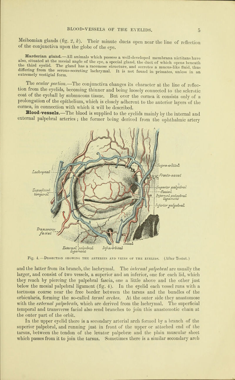 BLOOD-VESSELS OF THE EYELIDS. Meibomian glands (fig. 2, Ic). Their minute ducts open near the line of reflection of the conjunctiva upon the globe of the eye. Harderian g-land.—All animals which possess a well-developed membrana nictitans have also, situated at the mesial angle of the eye, a special gland, the duct of which opens beneath the third eyelid. The gland has a racemose structure, and secretes a mucus-like fluid, thus diifeiing from the serous-secreting lachrymal. It is not found in primates, unless in an extremely vestigial form. The ocular portion.—ThQ conjunctiva changes its character at the line of reflec¬ tion from the eyelids, becoming thinner and being loosely connected to the sclerotic coat of the eyeball by submucous tissue. But over the cornea it consists only of a prolongation of the epithelium, which is closely adherent to the anterior layers of the cornea, in connection with which it will be described. Blood-vessels.—The blood is supplied to the eyelids mainly by the internal and external palpebral arteries ; the former being derived from the ophthalmic artery -If^crLofjoctyp-ebt'CtL TransuersR faciaL Fig. 4.—Dissection showing the arteries and veins oe the eyelids. (After Testut.) and the latter from its branch, the lachiymal. The internal palpebral are usually the larger, and consist of two vessels, a superior and an inferior, one for each lid, which they reach by piercing the palpebral fascia, one a little above and the other just below the mesial palpebral ligament (fig. 4). In the eyelid each vessel runs with a tortuous course near the free border between the tarsus and the bundles of the orbicularis, forming the so-called tarsal arches. At the outer side they anastomose with the external palpebrals, which are derived from the lachrymal. The superficial temporal and transverse facial also send branches to join this anastomotic chain at the outer part of the orbit. In the upper eyelid there is a secondary arterial arch formed by a branch of the superior palpebral, and running just in front of the upper or attached end of the tarsus, between the tendon of the levator palpebrse and the plain muscular sheet which passes from it to join the tarsus. Sometimes there is a similar secondary arch