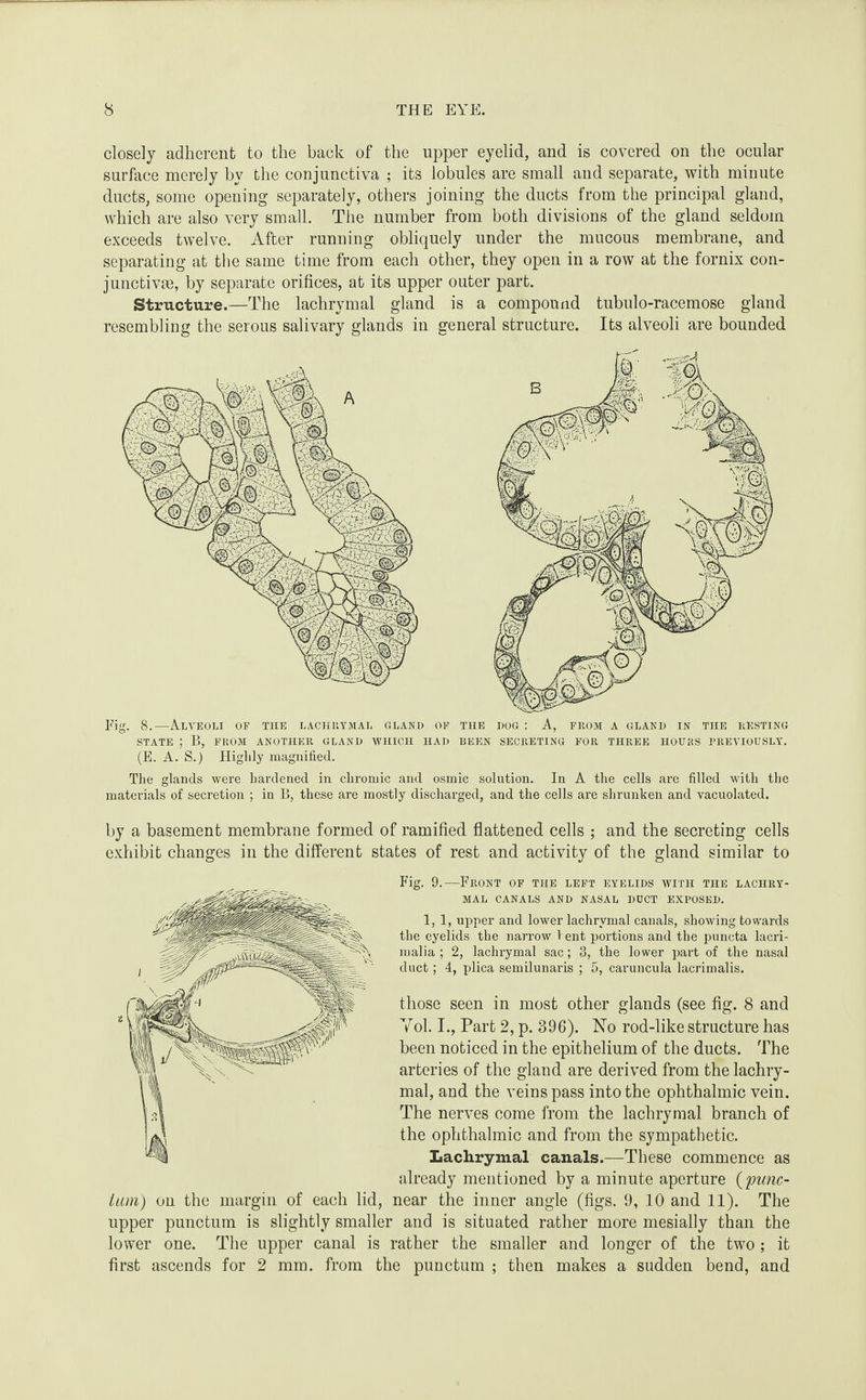 closely adherent to the back of the upper eyelid, and is covered on the ocular surface merely by the conjunctiva ; its lobules are small aud separate, with minute ducts, some opening separately, others joining the ducts from the principal gland, which are also very small. The number from both divisions of the gland seldom exceeds twelve. After running obliquely under the mucous membrane, and separating at the same time from each other, they open in a row at the fornix con¬ junctive, by separate orifices, at its upper outer part. Structure.—The lachrymal gland is a compound tubulo-racemose gland resembling the serous salivary glands in general structure. Its alveoli are bounded Fig. 8.—Alveoli of the lachrymal gland of the dog : A, from a gland in the resting STATE ; B, from another gland which had been secreting for three hours previously. (E. A. S.) HigLly magnified. The glands were hardened in chromic and osmic solution. In A the cells are filled with the materials of secretion ; in B, these are mostly discharged, and the cells are shrunken and vacuolated. by a basement membrane formed of ramified flattened cells ; and the secreting cells exhibit changes in the different states of rest and activity of the gland similar to Fig. 9.—Front of the left eyelids with the lachry¬ mal CANALS AND NASAL DUCT EXPOSED. 1, 1, upper and lower lachrymal canals, showing towards the eyelids the narrow Vent portions and the puncta lacri- nialia ; 2, lachrymal sac; 3, the lower part of the nasal duct; 4, plica semilunaris ; 5, caruncula lacrimalis. those seen in most other glands (see fig. 8 and YoL I., Part 2, p. 396). No rod-like structure has been noticed in the epithelium of the ducts. The arteries of the gland are derived from the lachry¬ mal, and the veins pass into the ophthalmic vein. The nerves come from the lachrymal branch of the ophthalmic and from the sympathetic. Lachrymal canals.—These commence as already mentioned by a minute aperture {'punc- ium) on the margin of each lid, near the inner angle (figs. 9, 10 and 11). The upper punctum is slightly smaller and is situated rather more mesially than the lower one. The upper canal is rather the smaller and longer of the two ; it first ascends for 2 mm. from the punctum ; then makes a sudden bend, and