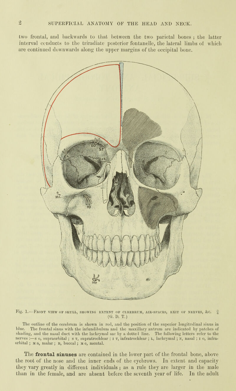 two frontal, and backwards to that between the two parietal bones ; the latter interval conducts to the triradiate posterior fontanelle, the lateral limbs of which are continued downwards along the upper margins of the occipital bone. Fig. 1.—Front view of skull, showing extent of cerebrum, air-spaces, exit of nerves, &c. f (G. D. T.) The outline of the cerebrum is shown in red, and the position of the superior longitudinal sinus in blue. The frontal sinus with the infundibulum and the maxillary antrum are indicated by patches of shading, and the nasal duct with the lachrymal sac by a dotted line. The following letters refer to the nerves :—s o, supraorbital ; s T, supratrochlear ; i T, infratrochlear ; l, lachrymal ; N, nasal ; I o, infra¬ orbital ; m a, malar : b, buccal; m e, mental. The frontal sinuses are contained in the lower part of the frontal bone, above the root of the nose and the inner ends of the eyebrows. In extent and capacity they vary greatly in different individuals ; as a rule they are larger in the male than in the female, and are absent before the seventh year of life. In the adult