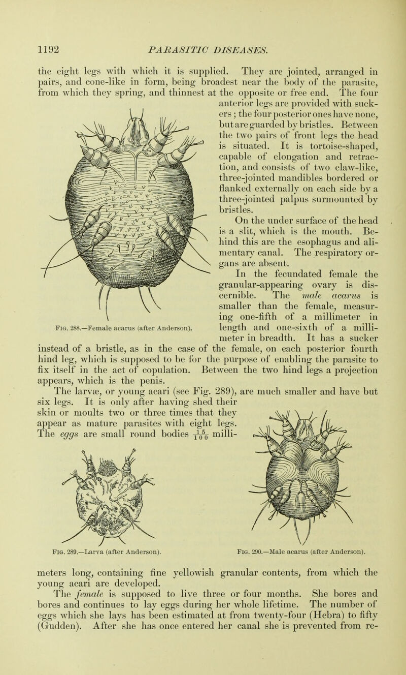 the eight legs with which it is supplied. They are jointed, arranged in pairs, and cone-like in form, being broadest near the body of the parasite, from which they spring, and thinnest at the opposite or free end. The four anterior legs are provided with suck- ers ; the four posterior ones have none, but are guarded by bristles. Between the two pairs of front legs the head is situated. It is tortoise-shaped, capable of elongation and retrac- tion, and consists of two claw-like, three-jointed mandibles bordered or flanked externally on each side by a three-jointed palpus surmounted by bristles. On the under surface of the head is a slit, which is the mouth. Be- hind this are the esophagus and ali- mentary canal. The respiratory or- gans are absent. In the fecundated female the granular-appearing ovary is dis- cernible. The male acarus is smaller than the female, measur- ing one-fifth of a millimeter in length and one-sixth of a milli- meter in breadth. It has a sucker instead of a bristle, as in the case of the female, on each posterior fourth hind leg, which is supposed to be for the purpose of enabling the parasite to fix itself in the act of copulation. Between the two hind legs a projection appears, which is the penis. The larvse, or young acari (see Fig. 289), are much smaller and have but six legs. It is only after having shed their skin or moults two or three times that they appear as mature parasites with eight legs. The eggs are small round bodies -j1^ milli- Fig. 288.—Female acarus (after Anderson). Fig. 289.—Larva (after Anderson). Fig. 290.—Male acarus (after Anderson). meters long, containing fine yellowish granular contents, from which the young acari are developed. The female is supposed to live three or four months. She bores and bores and continues to lay eggs during her whole lifetime. The number of eggs which she lays has been estimated at from twenty-four (Hebra) to fifty (Gudden). After she has once entered her canal she is prevented from re-