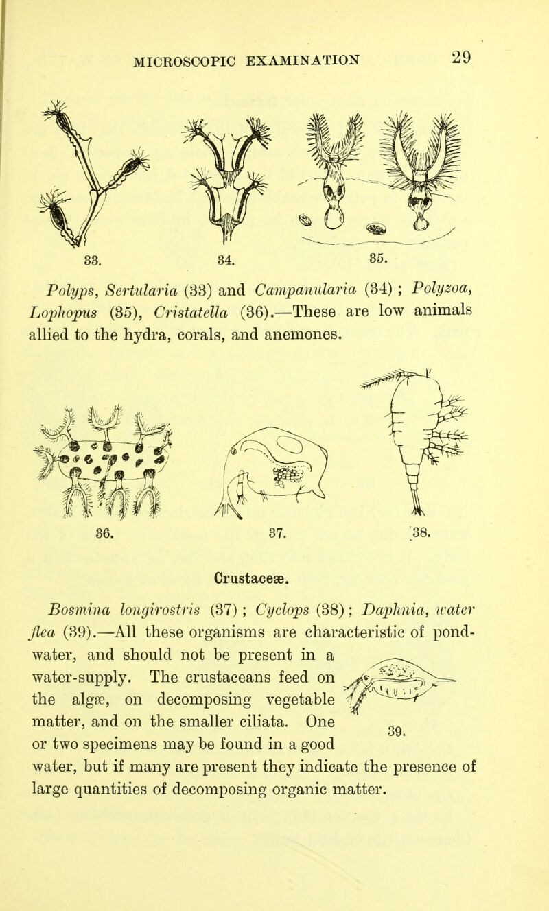 33. 34. 35. Polyps, Sertularia (33) and Campariularia (34) ; Polyzoa, Lophopus (35), Cristatella (36).—These are low animals allied to the hydra, corals, and anemones. '38. Crustacese. Bosmina longirostris (37); Cyclops (38); Daphnia, water flea (39).—All these organisms are characteristic of pond- water, and should not be present in a water-supply. The crustaceans feed on the alg?e, on decomposing vegetable matter, and on the smaller ciliata. One or two specimens may be found in a good water, but if many are present they indicate the presence of large quantities of decomposing organic matter.