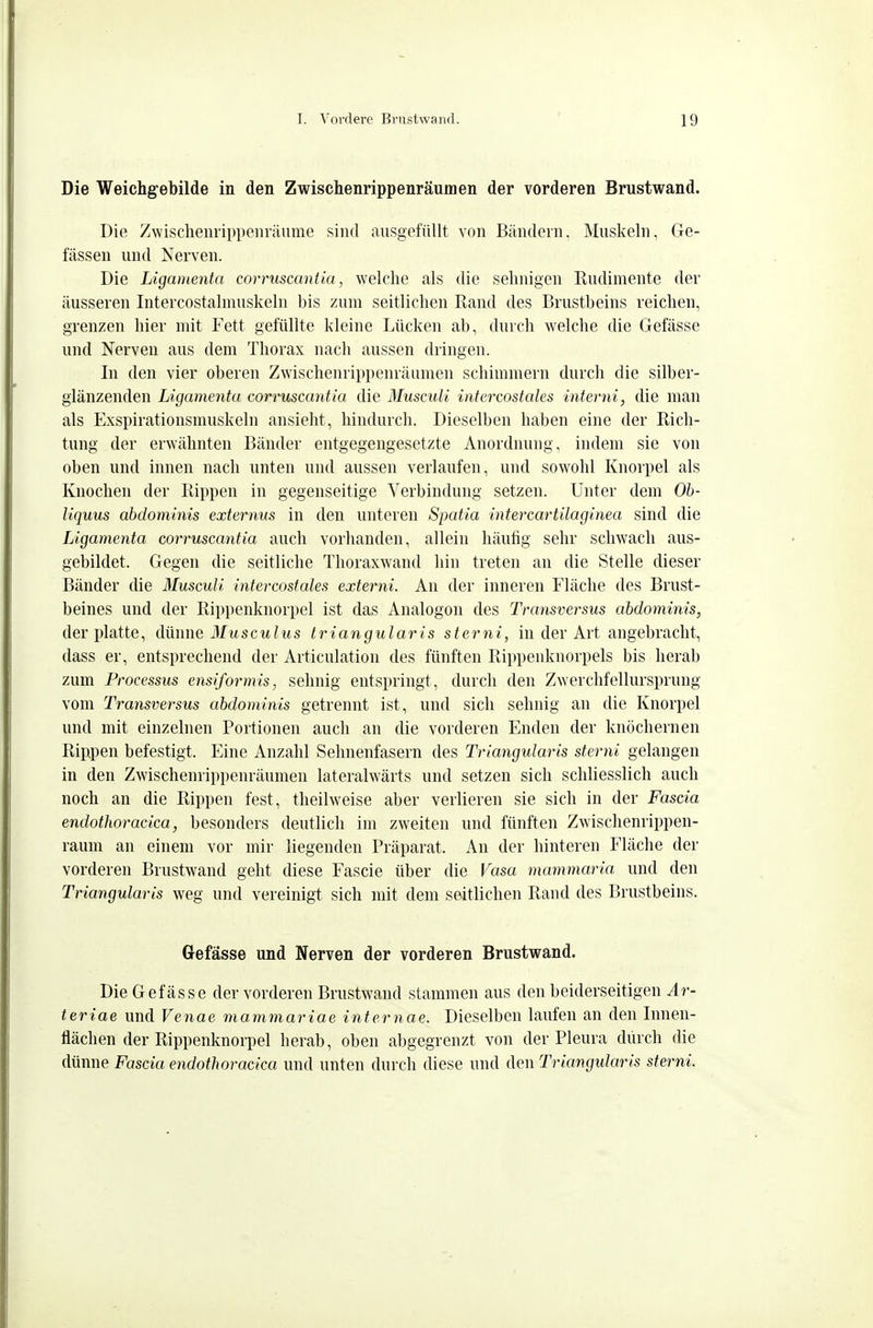 Die Weichgebilde in den Zwischenrippenräumen der vorderen Brustwand. Die Zwischeiirippeiiräume sind ausgefüllt von Bändein, Muskeln, Ge- fässen und Nerven. Die Ligamenta corruscantia, welche als die sehnigen Rudimente der äusseren Intercostalmuskeln bis zum seitlichen Rand des Brustbeins reichen, grenzen hier mit Fett gefüllte kleine Lücken ab, durch welche die Gefässe und Nerven aus dem Thorax nach aussen dringen. In den vier oberen Zwischenrippenräumen schimmern durch die silber- glänzenden Ligamenta corruscantia die Musculi intercostales interni, die man als Exspirationsmuskeln ansieht, hindurch. Dieselben haben eine der Rich- tung der erwähnten Bänder entgegengesetzte Anordnung, indem sie von oben und innen nach unten und aussen verlaufen, und sowohl Knorpel als Knochen der Rippen in gegenseitige Verbindung setzen. Unter dem Oh- liquus abdominis externus in den unteren Spatia intercartilaginea sind die Ligamenta corruscantia auch vorhanden, allein häufig sehr schwach aus- gebildet. Gegen die seitliche Thoraxwand hin treten an die Stelle dieser Bänder die Musculi intercostales externi. An der inneren Fläche des Brust- beines und der Rippenknorpel ist das Analogen des Transversus abdominis, der platte, dünne 3Lusculus trianguläris sterni, in der Art angebracht, dass er, entsprechend der Articulation des fünften Rippenknorpels bis herab zum Processus ensiformis, sehnig entspringt, durch den Zwerchfellursprung vom Transversus abdominis getrennt ist, und sich sehnig an die Knorpel und mit einzelnen Portionen auch an die vorderen Enden der knöchernen Rippen befestigt. Eine Anzahl Sehnenfasern des Triangularis sterni gelangen in den Zwischenrippenräumen lateralwärts und setzen sich schliesslich auch noch an die Rippen fest, theilweise aber verlieren sie sich in der Fascia endothoracica, besonders deutlich im zweiten und fünften Zwischenrippen- raum an einem vor mir liegenden Präparat. An der hinteren Fläche der vorderen Brustwand geht diese Fascie über die Vasa mammaria und den Triangularis weg und vereinigt sich mit dem seitlichen Rand des Brustbeins. Gefässe und Nerven der vorderen Brustwand, Die Gefässe der vorderen Brustwand stammen aus den beiderseitigen vi teriae und Venae mammariae internae. Dieselben laufen an den Innen- flächen der Rippenknorpel herab, oben abgegrenzt von der Pleura durch die dünne Fascia endothoracica und unten durch diese und den Triangularis sterni.