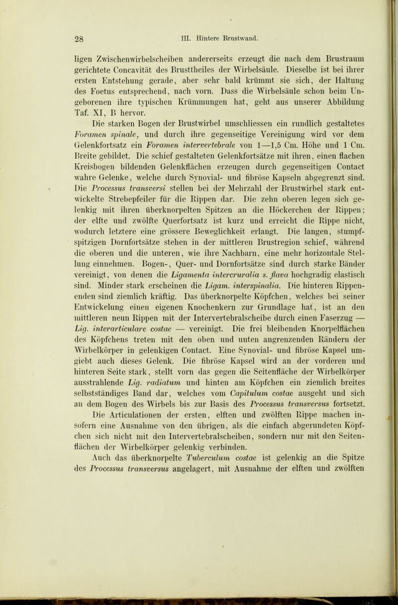 ligen Zwischemvilbelscheiben andererseits erzeugt die nach dem Brustraum gerichtete Concavitcät des Brusttheiles der Wirbelsäule. Dieselbe ist bei ihrer ersten Entstehung gerade, aber sehr bald krümmt sie sich, der Haltung des Foetus entsprechend, nach vorn. Dass die Wirbelsäule schon beim Un- geborenen ihre typischen Krümmungen hat, geht aus unserer Abbildung Taf. XI, B hervor. Die starken Bogen der Brustwirbel umschliessen ein rundlich gestaltetes Foramen spinale, und durch ihre gegenseitige Vereinigung wird vor dem Gelenkfortsatz ein Foramen intervertebrale von 1—1,5 Cm. Höhe und 1 Cm. Breite gebildet. Die schief gestalteten Gelenkfortsätze mit ilu'en, einen flachen Kreisbogen bildenden Gelenkflächen erzeugen durch gegenseitigen Contact wahre Gelenke, welche durch Synovial- und fibröse Kapseln abgegrenzt sind. Die Processus transversi stellen bei der Mehrzahl der Brustwirbel stark ent- wickelte Strebepfeiler für die Rippen dar. Die zehn oberen legen sich ge- lenkig mit ihren überknorpelten Spitzen an die Höckerchen der Hippen; der elfte und zwölfte Querfortsatz ist kurz und erreicht die Rippe nicht, wodurch letztere eine grössere Beweglichkeit erlangt. Die langen, stumpf- si)itzigen Dornfortsätze stehen in der mittleren Brustregion schief, während die oberen und die unteren, wie ihre Nachbarn, eine mehr horizontale Stel- lung einnehmen. Bogen-, Quer- und Dornfortsätze sind durch starke Bänder vereinigt, von denen die Ligamenta intercruralia s. flava hochgradig elastisch sind. Minder stark erscheinen die Ligam. interspinalia. Die hinteren Rippen- enden sind ziemlich kräftig. Das überknorpelte Köpfchen, welches bei seiner Entwickelung einen eigenen Knochenkern zur Grundlage hat, ist an den mittleren neun Rippen mit der Intervertebralscheibe durch einen Faserzug — Lig. interarticulare costae — vereinigt. Die frei bleibenden Knorpelflächen des Köpfchens treten mit den oben und unten angrenzenden Rändern der Wirbelkörper in gelenkigen Contact. Eine Synovial- und fibröse Kapsel um- gicbt auch dieses Gelenk. Die fibröse Kapsel wird an der vorderen und hinteren Seite stark, stellt vorn das gegen die Seitenfläche der Wirbelkörper ausstrahlende Lig. radiatum und hinten am Köpfchen ein ziendich breites selbstständiges Band dar, welches vom Capitulum costae ausgeht und sich an dem Bogen des Wirbels bis zur Basis des Processus transversus fortsetzt. Die Articulationen der ersten, elften und zwölften Rippe machen in- sofern eine Ausnahme von den übrigen, als die einfach abgerundeten Köpf- chen sich nicht mit den Intervertebralscheiben, sondern nur mit den Seiten- flächen der Wirbelkörper gelenkig verbinden. Auch das überknorpelte Tuberculum costae ist gelenkig an die Spitze des Processus transversus angelagert, mit Ausnahme der elften und zwölften