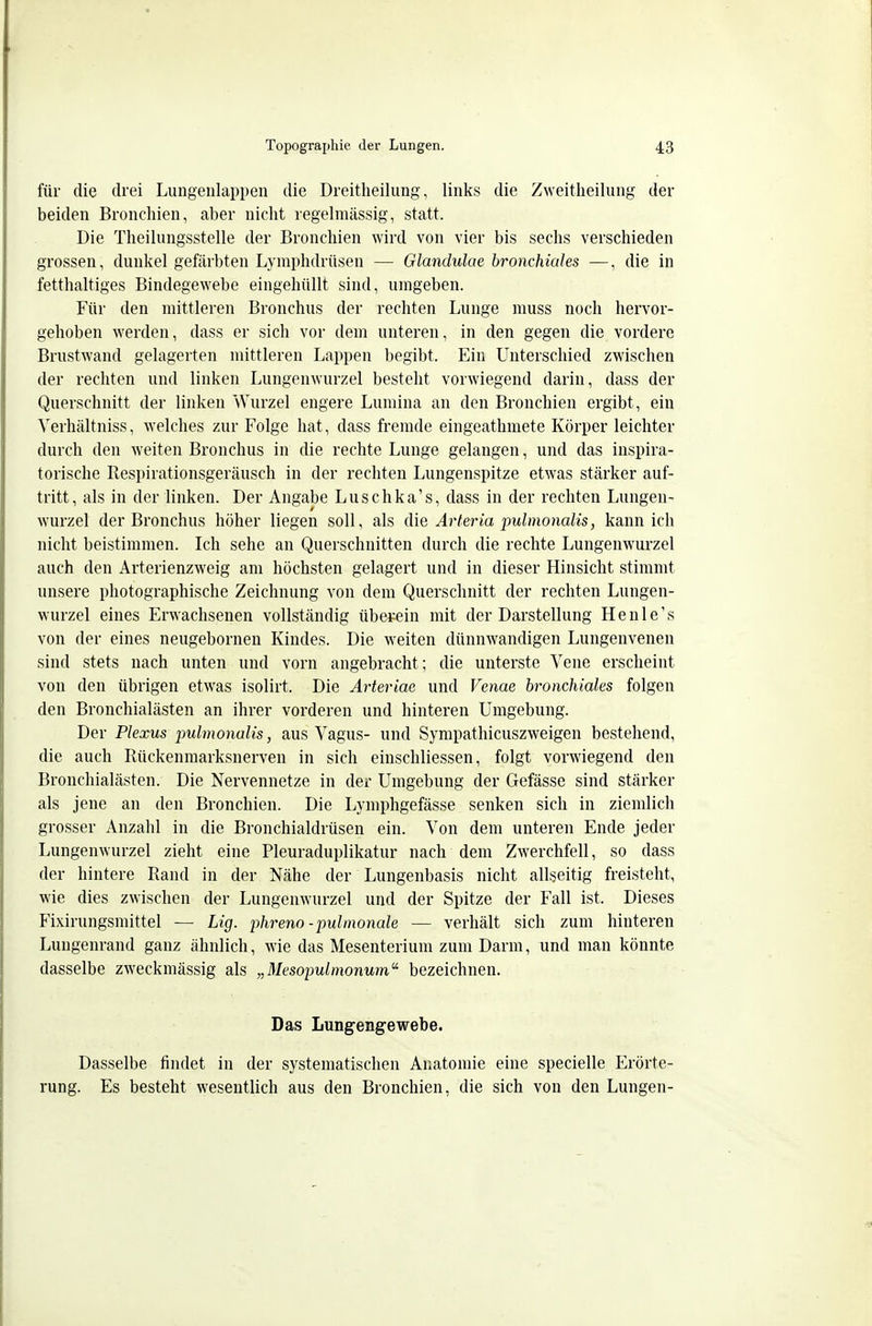 für die drei Lungeiilappeii die Dreitlieiliing, links die Zweitlieilung der beiden Bronchien, aber nicht regelmässig, statt. Die Theilungsstelle der Bronchien wird von vier bis sechs verschieden grossen, dunkel gefärbten Lymphdrüsen — Glandulae bronchiales —, die in fetthaltiges Bindegewebe eingehüllt sind, umgeben. Für den mittleren Bronchus der rechten Lunge muss noch hervor- gehoben werden, dass er sich vor dem unteren, in den gegen die vordere Brustwand gelagerten mittleren Lappen begibt. Ein Unterschied zwischen der rechten und linken Lungenwurzel besteht vorwiegend darin, dass der Querschnitt der linken Wurzel engere Lumina an den Bronchien ergibt, ein Verhältniss, welches zur Folge hat, dass fremde eingeathmete Körper leichter durch den weiten Bronchus in die rechte Lunge gelangen, und das inspira- torische Respirationsgeräusch in der rechten Lungenspitze etwas stärker auf- tritt, als in der linken. Der Angabe Luschka's, dass in der rechten Lungen- wurzet der Bronchus höher liegen soll, als die Arteria pulmonalis, kann ich nicht beistimmen. Ich sehe an Querschnitten durch die rechte Lungenwurzel auch den Arterienzweig am höchsten gelagert und in dieser Hinsicht stimmt unsere photographische Zeichnung von dem Querschnitt der rechten Lungen- wurzel eines Erwachsenen vollständig übetein mit der Darstellung He nie's von der eines neugebornen Kindes. Die weiten dünnwandigen Lungenvenen sind stets nach unten und vorn angebracht; die unterste Vene erscheint von den übrigen etwas isolirt. Die Arteriae und Venae bronchiales folgen den Bronchialästen an ihrer vorderen und hinteren Umgebung. Der Plexus imhnonalis, aus Vagus- und Sympathicuszweigen bestehend, die auch Rückenmarksnerven in sich einschliessen, folgt vorwiegend den Bronchialästen. Die Nervennetze in der Umgebung der Gefässe sind stärker als jene an den Bronchien. Die Lymphgefässe senken sich in ziemlich grosser Anzahl in die Bronchialdrüsen ein. Von dem unteren Ende jeder Lungenwurzel zieht eine Pleuraduplikatur nach dem Zwerchfell, so dass der hintere Rand in der Nähe der Lungenbasis nicht allseitig freisteht, wie dies zwischen der Lungenwurzel und der Spitze der Fall ist. Dieses Fixirungsmittel — Lig. phreno - pulmonale — verhält sich zum hinteren Lungenrand ganz ähnlich, wie das Mesenterium zum Darm, und man könnte dasselbe zweckmässig als „Mesopulmonum^ bezeichnen. Das Lungengewebe. Dasselbe findet in der systematischen Anatomie eine specielle Erörte- rung. Es besteht wesentlich aus den Bronchien, die sich von den Lungen-