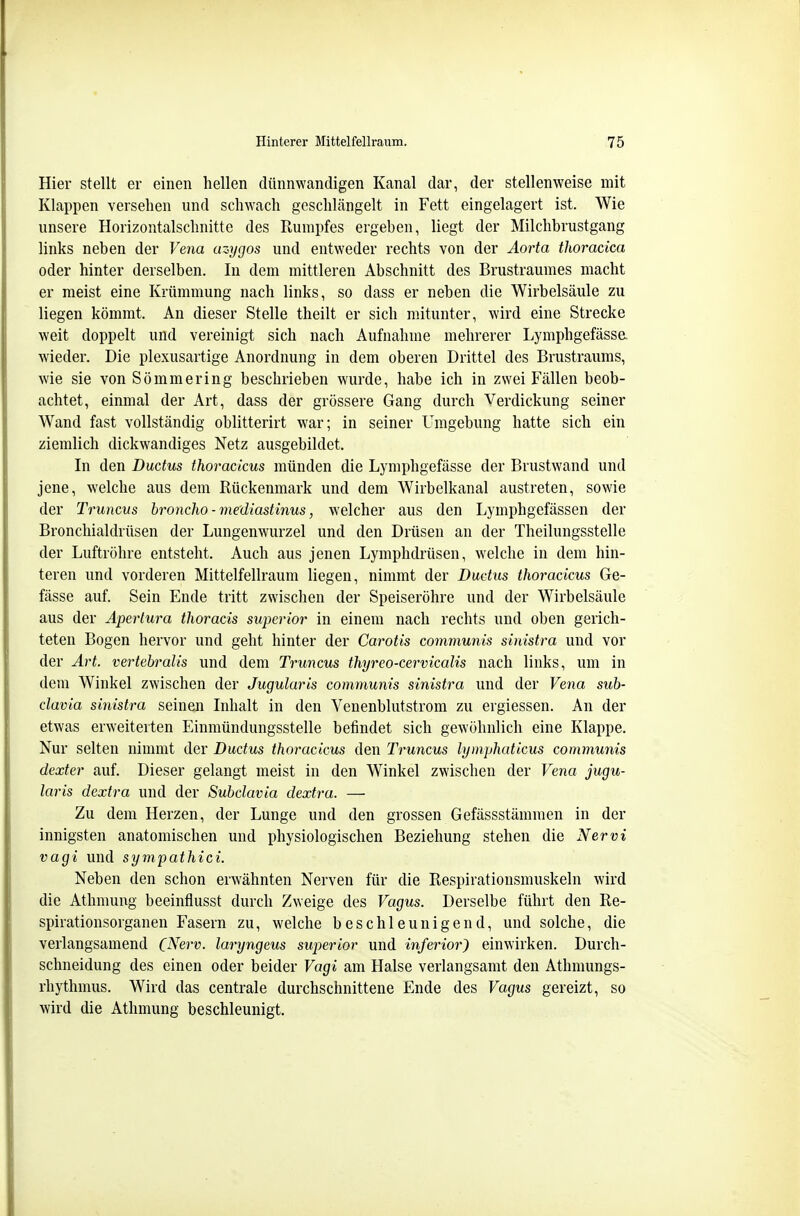 Hier stellt er einen hellen dünnwandigen Kanal dar, der stellenweise mit Klappen versehen und schwach geschlängelt in Fett eingelagert ist. Wie unsere Horizontalschnitte des Rumpfes ergeben, liegt der Milchbrustgang links neben der Vena azygos und entweder rechts von der Aorta thoracica oder hinter derselben. In dem mittleren Abschnitt des Brustraumes macht er meist eine Krümmung nach links, so dass er neben die Wirbelsäule zu liegen kömrat. An dieser Stelle theilt er sich mitunter, wird eine Strecke weit doppelt und vereinigt sich nach Aufnahme mehrerer Lymphgefässe wieder. Die plexusartige Anordnung in dem oberen Drittel des Brustraums, wie sie von Sömmering beschrieben wurde, habe ich in zwei Fällen beob- achtet, einmal der Art, dass der grössere Gang durch Verdickung seiner Wand fast vollständig oblitterirt war; in seiner Umgebung hatte sich ein ziemlich dickwandiges Netz ausgebildet. In den Ductus thoracicus münden die Lymphgefässe der Brustwand und jene, welche aus dem Rückenmark und dem Wirbelkanal austreten, sowie der Truncus broncho - mediastinus, welcher aus den Lymphgefässen der Bronchialdrüsen der Lungenwurzel und den Drüsen an der Theilungsstelle der Luftröhre entsteht. Auch aus jenen Lymphdrüsen, welche in dem hin- teren und vorderen Mittelfellraum liegen, nimmt der Ductus thoracicus Ge- fässe auf. Sein Ende tritt zwischen der Speiseröhre und der Wirbelsäule aus der Apertura thoracis superior in einem nach rechts und oben gerich- teten Bogen hervor und geht hinter der Carotis communis sinistra und vor der Art. vertebralis und dem Truncus thyreo-cervicalis nach links, um in dem Winkel zwischen der Jugularis communis sinistra und der Vena sub- clavia sinistra seinen Inhalt in den Venenblutstrom zu ergiessen. An der etwas erweiterten Einmündungsstelle befindet sich gewöhnlich eine Klappe. Nur selten nimmt der Ductus thoracicus den Truncus lymphaticus communis dexter auf. Dieser gelangt meist in den Winkel zwischen der Vena jugu- laris dextra und der Subclavia dextra. — Zu dem Herzen, der Lunge und den grossen Gefässstämmen in der innigsten anatomischen und physiologischen Beziehung stehen die Nervi Vagi und sympathici. Neben den schon erwähnten Nerven für die Respirationsmuskeln wird die Athmung beeinflusst durch Zweige des Vagus. Derselbe führt den Re- spirationsorganen Fasern zu, welche beschleunigend, und solche, die verlangsamend (Nerv, laryngeus superior und inferior} einwirken. Durch- schneidung des einen oder beider Vagi am Halse verlangsamt den Athmungs- rhythmus. Wird das centrale durchschnittene Ende des Vagus gereizt, so wird die Athmung beschleunigt.