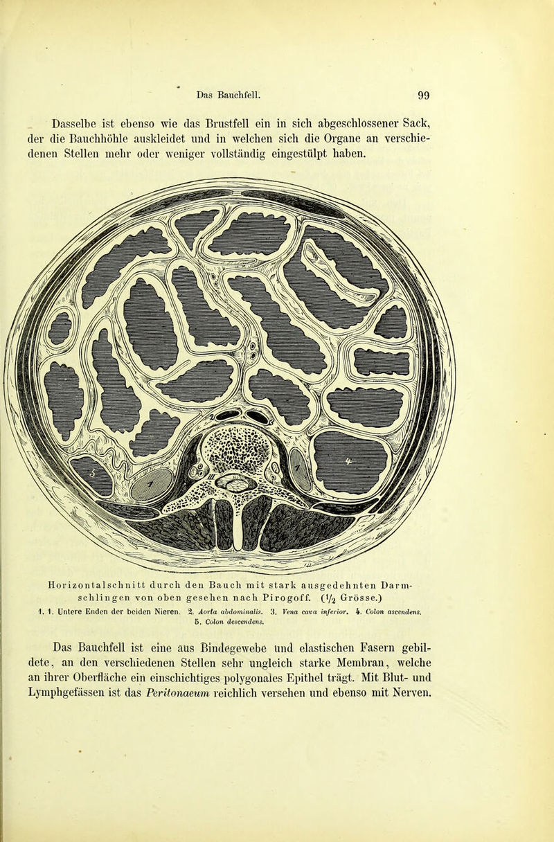 Dasselbe ist ebenso wie das Brustfell ein in sich abgeschlossener Sack, der die Bauchhöhle auskleidet und in welchen sich die Organe an verschie- denen Stellen mehr oder weniger vollständig eingestülpt haben. Horizontalschnitt durch den Bauch mit stark ausgedehnten Darm- schlingen von oben gesehen nach Pirogoff. (I/2 Grösse.) 1. 1. Untere Enden der beiden Nieren. 2. ÄoHa abdominalis. 3. Vena cava inferior. 4. Colon ascendens. 5. Colon descendens. Das Bauchfell ist eine aus Bindegewebe und elastischen Fasern gebil- dete, an den verschiedenen Stellen sehr ungleich starke Membran, welche an ihrer Oberfläche ein einschichtiges polygonales Epithel trägt. Mit Blut- und Lymphgefässen ist das Peritonaeum reichlich versehen und ebenso mit Nerven.
