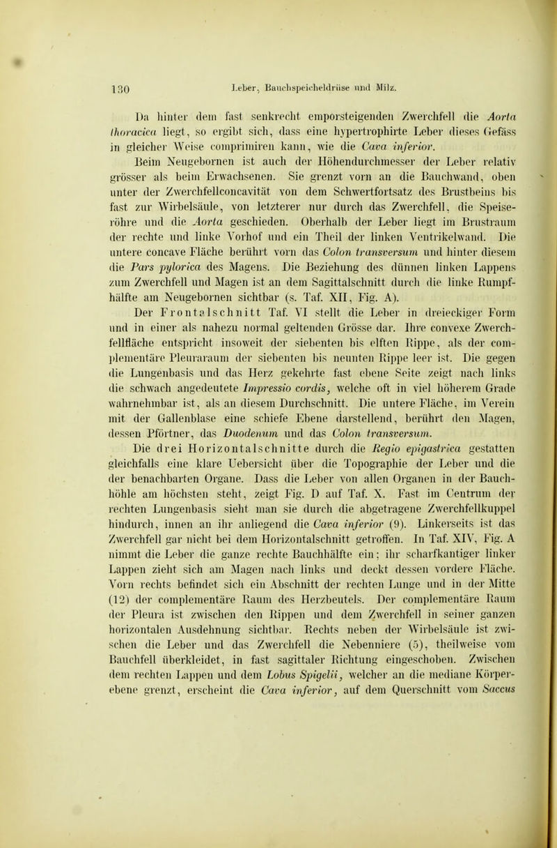 Da hinter dem fast senkrocht emporsteigenden Zwerclifell die Aorta Ihorackd liegt, so eigibt sicli, dass eine hypertrophirte Leber dieses Gefäss in gleicher Weise coniprimiren kann, wie die Cava inferior. Beim Neugebornen ist auch der Höhendurclimesser der Leber relativ grösser als beim Erwachsenen. Sie grenzt vorn an die Bauchwand, oben unter der Zwerchfellconcavität von dem Schwertfortsatz des Brustbeins bis fast zur Wirbelsäule, von letztei-er nur durch das Zwerchfell, die Speise- röhre und die Aorta geschieden. Oberhalb der Leber liegt im Brustraum der rechte und linke Vorhof und ein Theil der linken Ventrikelwand. Die untere concave Fläche berührt vorn das Colon transversum und hinter diesem die Pars pylorica des Magens. Die Beziehung des dünnen linken Lappens zum Zwerchfell und Magen ist an dem Sagittalschnitt dui ch die linke Rumpf- hälfte am Neugebornen sichtbar (s. Taf. XII, Fig. A). Der Frontalschnitt Taf. VI stellt die Leber in dreieckiger Form und in einer als nahezu normal geltenden Grösse dar. Ihre convexe Zwerch- fellfläche entspricht insoweit der siebenten bis elften liippe, als der com- ])lementäre Pleuraraum der siebenten bis neunten Rippe leer ist. Die gegen die Lungenbasis und das Herz gekehrte fast ebene Seite zeigt nach links die schwach angedeutete Imipressio cordis, welche oft in viel höherem Grade wahrnehmbar ist, als an diesem Durchschnitt. Die untere Fläche, im Verein mit der Gallenblase eine schiefe Ebene darstellend, berührt den Magen, dessen Pförtner, das Duodenum und das Colon transversum. Die drei Horizontalschnitte durch die Regio epigastrica gestatten gleichfalls eine klare Uebersicht über die Topographie der Leber und die der benachbarten Organe. Dass die Leber von allen Organen in der Bauch- höhle am höchsten steht, zeigt Fig. D auf Taf. X. Fast im Ceutrum der rechten Lungenbasis sieht man sie durch die abgetragene Zwerchfellkuppel hindurch, innen an ihr anliegend die Cava inferior (9). Linkerseits ist das Zwerchfell gar nicht bei dem Horizontalschnitt getroflfen. In Taf. XIV, Fig. A nimmt die Leber die ganze rechte Bauchhälfte ein; ihr scharfkantiger linker Lappen zieht sich am Magen nach links und deckt dessen vordere Fläche. Vorn rechts befindet sich ein Abschnitt der rechten Lunge und in der Mitte (12) dei- complementäre Raum des Herzbeutels. Der complementäre Raum der Pleura ist zwischen den Rippen und dem Zwerchfell in seiner ganzen horizontalen Ausdehnung sichtbar. Rechts neben der Wirbelsäule ist zwi- schen die Leber und das Zwerchfell die Nebenniere (5), theilweise vom Bauchfell überkleidet, in fast sagittaler Richtung eingeschoben. Zwischen dem rechten Lappen und dem Lobus Spigelii, welcher an die mediane Körpei - ebene grenzt, erscheint die Cava inferior, auf dem Querschnitt vom Saccus