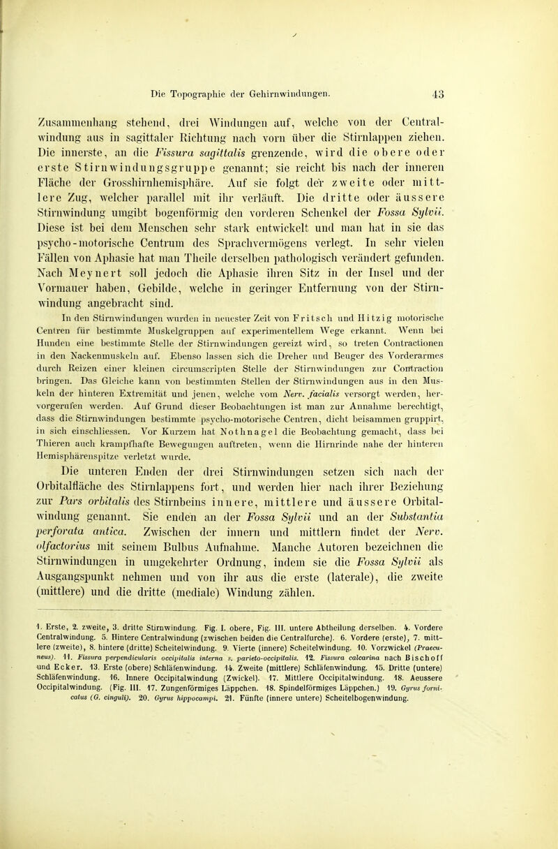 Zusammenhang stehend, drei Windungen auf, welche von der Centrai- windung aus in sagittaler Richtung nach vorn über die Stirnlappen ziehen. Die innerste, an die Fissura sagittalis grenzende, wird die obere oder erste Stirnwindungsgruppe genannt; sie reicht bis nach der inneren Fläche der Grosshirnhemisphäre. Auf sie folgt der zweite oder mitt- lere Zug, welcher parallel mit ihr verläuft. Die dritte oder äussere Stirnwindung umgibt bogenförmig den vorderen Schenkel der Fossa Syivü. Diese ist bei dem Menschen sehr stark entwickelt und man hat in sie das psycho-motorische Centrum des Spraclivermögens verlegt. In sehr vielen Fällen von Aphasie hat man Theile derselben pathologisch verändert gefunden. Nach Meyuert soll jedoch die Aphasie ihren Sitz in der Insel und der Vormauer haben, Gebilde, welche in geringer Entfernung von der Stirn- windung angebracht sind. In den Stirnwindungen wurden in neuester Zeit von Fritscli und Hitzig motorische Centren für bestimmte Muskelgruppen auf experimentellem Wege erkannt. Wenn bei Hunden eine bestimmte Stelle der Stirnwindungen gereizt wird, so treten Contractionen in den Nackenmuskeln auf. Ebenso lassen sich die Dreher und Beuger des Vorderarmes durch Reizen einer kleinen circumscripten Stelle der Stirnwindungen zur Contraction bringen. Das Gleiche kann von bestimmten Stellen der Stirn Windungen aus in den Mus- keln der hinteren Extremität und jenen, welche vom Nerv, facialis versorgt werden, her- vorgerufen werden. Auf Grund dieser Beobachtungen ist man zur Annahme berechtigt, dass die Stii-nwindungen bestimmte psyclio-motorische Centren, dicht beisammen gruppirt, in sich einschliessen. Vor Kurzem hat Nothnagel die Beobachtung gemacht, dass bei Thieren auch krampfhafte Bewegungen auftreten, wenn die Hii-nrinde nahe der hinteren Hemisphärenspitze verletzt wurde. Die unteren Enden der drei Stirnwindungen setzen sich nach der Ürbitalfläche des Stirnlappens fort, und werden hier nach ihrer Beziehung zur Pars orbitalis des Stirnbeins innere, mittlere und äussere Orbital- windung genannt. Sie enden an der Fossa Sylvii und an der Substantia perforata antica. Zwischen der innern und mittlem findet der Nerv, olfactorius mit seinem Bulbus Aufnahme. Manche Autoren bezeichnen die Stirnwindungen in umgekehrter Ordnung, indem sie die Fossa Sylvii als Ausgangspunkt nehmen und von ihr aus die erste (laterale), die zweite (mittlere) und die dritte (mediale) Windung zählen. 1. Erste, 2. zweite, 3. dritte Stirnwindung. Fig. I. obere, Fig. HI. untere Abtheiking derselben. 4. Vordere Centraiwindung. 5. Hintere Centraiwindung (zwischen beiden die Centraifurche). 6. Vordere (erste), 7. mitt- lere (zweite), 8. hintere (dritte) Scheitelwindung. 9. Vierte (innere) Scheitelwindung. 10. Vorzwiclsel (Praecu- neus). 11. Fissura perpendicularis occipitulis interna s. parieto-occipitalis. 12. Fissura calcarina nach Bischoff und Ecker. 13. Erste (obere) Schläfenwindung. 14. Zweite (mittlere) Schläfenwindung. 15. Dritte (untere) Schläfenwindung. 16. Innere Occipitalwindung (Zwickel). 17. Mittlere Occipitalwindung. 18. Aeussere Occipitalwindung. (Fig. Hl. 17. Zungenförmiges Läppchen. 18. Spindelförmiges Läppchen.) ^\). Gyrus forni- catus CG. cinguli). 20. Gyrits hippocampi. 21. Fünfte (innere untere) Scheitelbogenwindung.