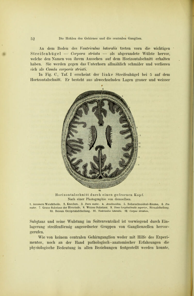 An dem Boden des Ventriculus lateralis treten vorn die wichtigen Streifenhügel — Corpora striata ■— als abgerundete Wülste hervor, welche den Namen von ihrem Aussehen auf dem Horizontalschnitt erhalten haben. Sie werden gegen das Unterhorn allmählich schmäler und verlieren sich als Cauda corporis striati. In Fig. C, Taf. I erscheint der linke Streifenhügel bei 5 auf dem Horizontalschnitt. Er bestellt aus abwechselnden Lagen grauer und weisser Horizontalschnitt durch einen gefrornen Kopf. Nach einer Photographie von demselben. 1. Aeiissere Weichtheile. 2. Knochen. 3. Dura mater. 4. Arachnoidea. 5. Subaraclinoideal-Räume. 6. Pia maier. 7. Graue Substanz der Hirnrinde. 8. Weisse Substanz. 9. Sinus longitudinalis superior, Stirnabtheilung. 10. Dessen Occipitalabtheilung. 11. Ventriculus lateralis. 12. Corpus striatum. Subgtanz und seine Wulstung im Seitenventrikel ist vorwiegend durch Ein- lagerung streifenförmig angeordneter Gruppen von Ganglienzellen hervor- gerufen. Wie von keinem centralen Gehirnganglion weder mit Hilfe des Experi- mentes, noch an der Hand pathologisch - anatomischer Erfahrungen die physiologische Bedeutung in allen Beziehungen festgestellt werden konnte,