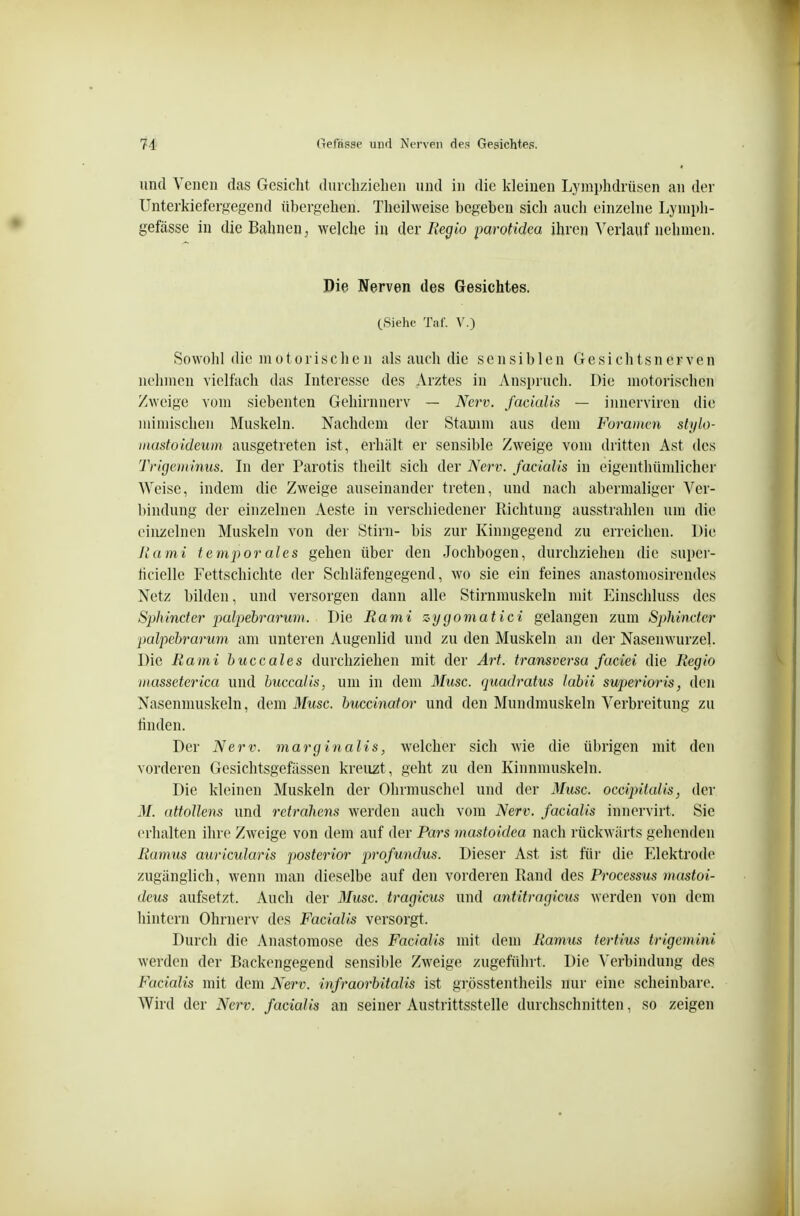 und Venen das Gesicht duiclizielien und in die kleinen Lyrai)hdrü.sen an der Unterkieferfjegend übergehen. Theilweise begeben sich aucli einzehie Lyniph- gefässe in die Bahnen^ welche in der Regio paroHdea ihren A'erlauf nehmen. Die Nerven des Gesichtes. (Siehe Tal. V.) Sowohl die motorischen als auch die sensiblen Gesichtsnerven nehmen vielfach das Interesse des Arztes in Anspruch. Die motorischen Zweige vom siebenten Gehirnnerv — Nerv, facialis — innerviren die mimischen Muskeln. Nachdem der Stamm aus dem Foramen slylo- inastoideum ausgetreten ist, erhält er sensible Zweige vom dritten Ast des Trigeminus. In der Parotis theilt sich der Nerv, facialis in eigenthünüicher Weise, indem die Zweige auseinander treten, und nach abermaliger Ver- bindung der einzelnen Aeste in verschiedener Richtung ausstrahlen um die einzelnen Muskeln von der Stirn- bis zur Kinngegend zu erreichen. Die h'ami temporales gehen über den Jochbogen, durchziehen die super- ticielle Fettschichte der Schläfengegend, wo sie ein feines anastomosircndes Netz bilden, und versorgen dann alle Stirnmuskeln mit Einschluss des Sphinder palpebrarum. Die Rami zygomatici gelangen zum Sphinder palpebrarum am unteren Augenlid und zu den Muskeln an der Nasenwurzel. Die Rami buccales durchziehen mit der Art. transversa faciei die Regio inasseterica und buccalis, um in dem 3Iusc. quadratus labii superioris, den Nasenmuskeln, dem Muse, buccinator und den Mundmuskeln Verbreitung zu finden. Der Nerv, marginalis, welcher sich wie die übrigen mit den vorderen Gesichtsgefässen kreuzt, geht zu den Kinnmuskeln. Die kleinen Muskeln der Ohrmuschel und der Muse, occipitalis, der M. attollens und retrahens werden auch vom Nerv, facialis innervirt. Sie erhalten ihre Zweige von dem auf der Pars mastoidea nach rückwärts gehenden Ramus auricularis posterior profundus. Dieser Ast ist für die Elektrode zugänglich, wenn man dieselbe auf den vorderen Rand des Processus mastoi- deus aufsetzt. Auch der 3Iusc. tragicus und antitragicus werden von dem hintern Ohrnerv des Facialis versorgt. Durch die Anastomose des Facialis mit dem Ramus tertius trigemini werden der Backengegend sensible Zweige zugeführt. Die Verbindung des Facialis mit dem Nerv, infraorbitalis ist grösstentheils nur eine scheinbare. Wird der Nerv, facialis an seiner Austrittsstelle durchschnitten, so zeigen