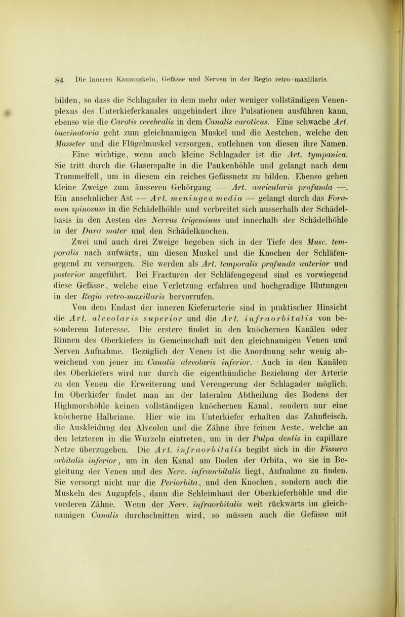 bilden, so dass die Schlagader in dem mehr oder weniger vollständigen Venen- plexus des Unterkieferkanales ungehindert ihre Pulsationen ausführen kann, ebenso wie die Carotis cerebralis in dem Canalis caroticus. Eine schwache Art. buccinatoria geht zum gleichnamigen Muskel und die Aestchen, welche den Masseter und die Flügelmuskel versorgen, entlehnen von diesen ihre Namen. Eine wichtige, wenn auch kleine Schlagader ist die Art. tympanica. Sie tritt durch die Glaserspalte in die Paukenhöhle und gelangt nach dem Trommelfell, um in diesem ein reiches Gefässnetz zu bilden. Ebenso gehen kleine Zweige zum äusseren Gehörgang — Art. auricularis profunda —. Ein ansehnlicher Ast -— Art. meningea media — gelangt durch das Fora- men spinosum in die Schädelhöhle und verbreitet sich ausserhalb der Schädel- basis in den Aesten des Nervus trigeminus und innerhalb der Schädelhöhle in der Dura mater und den Schädelknochen. Zwei und auch drei Zweige begeben sich in der Tiefe des Muse, tem- poralis nach aufwärts, um diesen Muskel und die Knochen der Schläfen- gegend zu veisorgen. Sie werden als Art. temporalis profunda anterior und posterior angeführt. Bei Fracturen der Schläfengegend sind es vorwiegend diese Gefässe, welche eine Verletzung erfahren und hochgradige Blutungen in der Regio rctro-inaxillaris hervorrufen. Von dem Phidast der inneren Kieferarterie sind in praktischer Hinsicht die Art. alveolar is superior und die Art. infraorbitalis von be- sonderem Interesse. Die erstere findet in den knöchernen Kanälen oder Rinnen des Oberkiefers in Gemeinschaft mit den gleichnamigen Venen und Nerven Aufnahme. Bezüglich der Venen ist die Anordnung sehr wenig ab- weichend von jener im Canalis alveolaris inferior. Auch in den Kanälen des Oberkiefers wird luir durch die eigenthündiche Beziehung der Arteiie zu den Venen die Erweiterung und Verengerung der Schlagader möglich. Im Oberkiefer findet man an der lateralen Abtheilung des Bodens der Highmorshöhle keinen vollständigen knöchernen Kanal, sondern nur eine knöcherne Halbrinne. Hier wie im Unterkiefer erhalten das Zahnfleisch, die Auskleidung der Alveolen und die Zähne ihre feinen Aeste, welche an den letzteren in die Wurzeln eintreten, um in der Pulpa dentis in capillare Netze überzugehen. Die Art. infraorbitalis begibt sich in die Fissura orbitalis inferior, um in den Kanal am Boden der Orbita, wo sie in Be- gleitung der Venen und des Nerv, infraorbitalis liegt, Aufnahme zu finden. Sie versorgt nicht nur die Periorbita^ und den Knochen, sondern auch die Muskeln des Augapfels, dann die Schleimhaut der Oberkieferhöhle und die vorderen Zähne. Wenn der Nerv, infraorbitalis weit rückwärts im gleich- namigen Canalis durchschnitten wird, so müssen auch die Gefässe mit