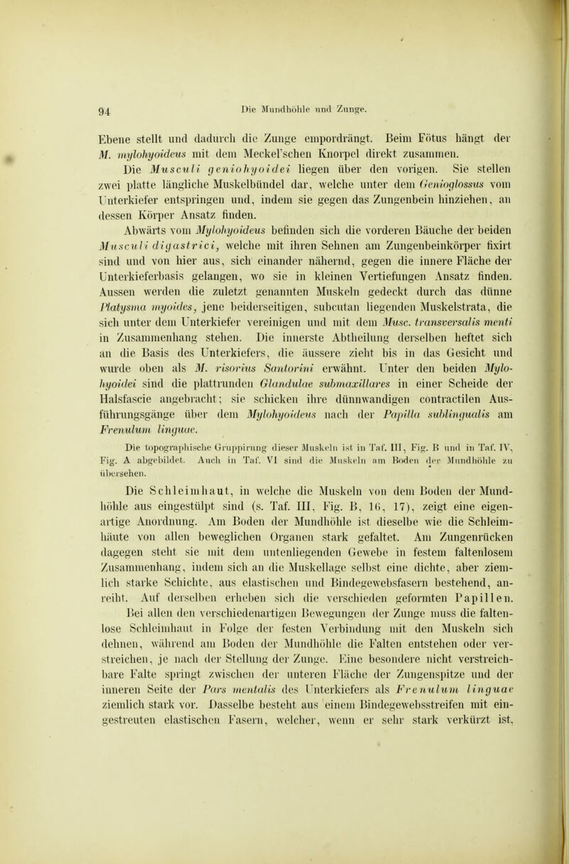 Ebene stellt und daduicli die Zunge enipordrängt. Beim Fötus hängt der M. mylohyoideus mit dem Meckel'schen Knorpel direkt zusannnen. Die Musculi geniohyoidei liegen über den vorigen. Sie stellen zwei platte längliche Muskelbündel dar, welche unter dem Genioglossus vom Unterkiefer entspringen und, indem sie gegen das Zungenbein hinziehen, an dessen Körper Ansatz finden. Abwärts vom Mylohyoideus befinden sich die vorderen Bäuche der beiden Musculi digastrici, welche mit ihren Sehnen am Zungenbeinkörper lixirt sind und von hier aus, sich einander nähernd, gegen die innere Fläche der Unterkieferbasis gelangen, wo sie in kleinen Vertiefungen Ansatz finden. Aussen werden die zuletzt genannten Muskeln gedeckt durch das dünne Platysma myoides, jene beiderseitigen, subcutan liegenden Muskelstrata, die sich unter dem Unterkiefer vereinigen und mit dem 3[usc. transversalis menti in Zusammenhang stehen. Die innerste Abtheilung derselben heftet sich an die Basis des Unterkiefers, die äussere zieht bis in das Gesicht und wurde oben als M. risorius Santorini erwähnt. Unter den beiden Mylo- hyoidei sind die plattrunden Glandulae submaxillares in einer Scheide der Halsfascie angebracht; sie schicken ihre dünnwandigen contractilen Aus- führungsgänge ül)er dem Mylohyoideus nach der Papilla suhlingxmlis am Frenulum linguue. Die topograpliisclie Gru|)pirung dieser Muskeln ist in 'J'/tf. III, Fig. B und in T;ii'. IV, Fig. A abgebildet. Auch in Tal'. VI sind die Muskeln am Roden der Mundhöhle zu übersehen. Die Schleimhaut, in welche die Muskeln von dem Boden der Mund- höhle aus eingestülpt sind (s. Taf. III, Fig. B, Iti, 17), zeigt eine eigen- artige Anordnung. Am Boden der Mundliöhle ist dieselbe wie die Schleim- häute von allen beweglichen Organen stark gefaltet. Am Zungenrücken dagegen steht sie mit dem untenliegenden Gewebe in festem faltenlosem Zusammenhang, indem sich an die Muskellage sell)st eine dichte, aber ziem- lich starke Schichte, aus elastischen und Bindegewebsfasern bestehend, an- reiht. Auf derselben erheben sich die verschieden geformten Papillen. Bei allen den verschiedenartigen Bewegungen der Zunge muss die falten- lose Schleimhaut in Folge der festen Verbindung mit den Muskeln sich dehnen, während am Boden der Mundliöhle die Falten entstehen oder ver- streichen, je nach der Stellung der Zunge. l'>ine besondere nicht verstreich- bare Falte springt zwischen der unteren Fläche der Zungenspitze und der inneren Seite der Pars mentalis des Unterkiefers als Frenulum linguae ziemlich stark vor. Dasselbe besteht aus einem Bindegewebsstreifen mit ein- gestreuten elastischen Fasern, welcher, wenn er sehr stark verkürzt ist.
