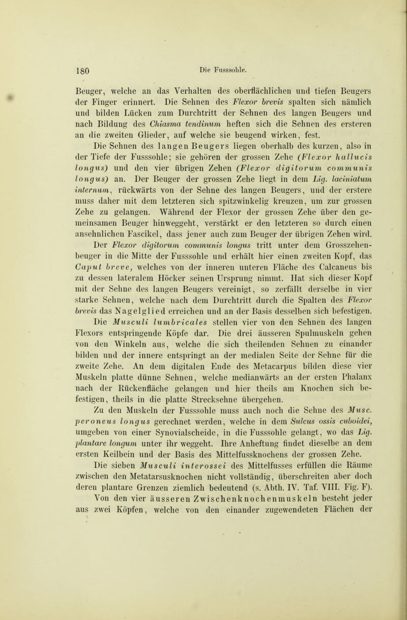 Beuger, welche an das Verhalten des oberflächlichen und tiefen Beugers der Finger erinnert. Die Sehnen des Flexor brevis spalten sich nämlich und bilden Lücken zum Durchtritt der Sehnen des langen Beugers und nach Bildung des Chiasma tendinum heften sich die Sehnen des ersteren an die zweiten Glieder, auf welche sie beugend wirken, fest. Die Sehnen des langen Beugers liegen oberhalb des kurzen, also in der Tiefe der Fusssohle; sie gehören der grossen Zehe (Flexor halhicis longus) und den vier übrigen Zehen (Flexor digitorum communis longus) an. Der Beuger der grossen Zehe liegt in dem Lig. laciniatuni iiiternuiii. rückwärts von der Sehne des langen Beugers, und der erstere muss daher mit dem letzteren sich spitzwinkelig kreuzen, um zur grossen Zehe zu gelangen. Während der Flexor der grossen Zehe über den ge- meinsamen Beuger hinweggeht, vei'stärkt er den letzteren so durch einen ansehnlichen Fascikel, dass jener auch zum Beuger der übrigen Zehen wird. Der Flexor digitorum communis longus tritt unter dem Grosszehen- beuger in die Mitte der Fusssohle und erhält hier einen zweiten Kopf, das Caput hreiie, welches von der inneren unteren Fläche des Calcaneus bis zu dessen lateralem Höcker seinen Ursprung nimmt. Hat sich dieser Kopf mit der Sehne des langen Beugers vereinigt, so zerfällt derselbe in vier starke Sehnen, welche nach dem Durchtritt durch die Spalten des Flexor brevis das Nagelglied erreichen und an der Basis desselben sich befestigen. Die Musculi lumbricales stellen vier von den Sehnen des langen Flexors entspringende Köpfe dar. Die drei äusseren Spulmuskeln gehen von den Winkeln aus, welche die sich theilendcn Sehnen zu einander bilden und der innere entspringt an der medialen Seite der Sehne für die zweite Zehe. An dem digitalen Ende des Metacarpus bilden diese vier Muskeln platte dünne Sehnen, welche medianwärts an der ersten Phalanx nach der Rückenfläche gelangen und hier theils am Knochen sich be- festigen, theils in die platte Strecksehne übergehen. Zu den Muskeln der Fusssohle muss auch noch die Sehne des Muse, peroneus longus gerechnet werden, welche in dem Sulcus ossls cuboidei, umgeben von einer Synovialscheide, in die Fusssohle gelangt, wo das Lig. plantare longum unter ihr weggeht. Ihre Anheftung findet dieselbe an dem ersten Keilbein und der Basis des Mittelfussknochens der grossen Zehe. Die sieben Musculi int erossei des Mittelfusses erfüllen die Räume zwischen den Metatarsusknochen nicht vollständig, überschreiten aber doch deren plantare Grenzen ziemlich bedeutend (s. Abth. IV. Taf. VIII. Fig. F). Von den vier äusseren Zwischenknochenmuskeln besteht jeder aus zwei Köpfen, welche von den einander zugewendeten Flächen der