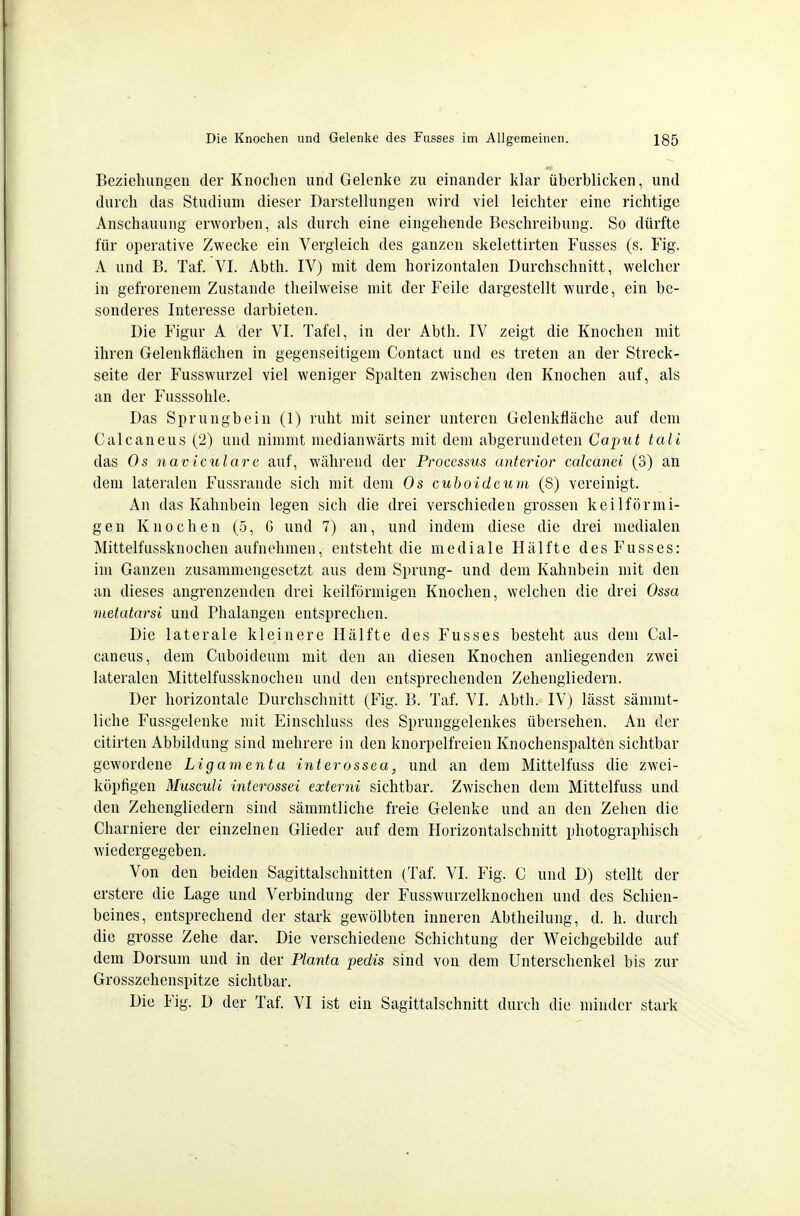 Beziehungen der Knochen und Gelenke zu einander klar überblicken, und durch das Studium dieser Darstellungen wird viel leichter eine richtige Anschauung erworben, als durch eine eingehende Beschreibung. So dürfte für operative Zwecke ein Vergleich des ganzen skelettirten Fusses (s. Fig. A und B. Taf. VI. Abth. IV) mit dem horizontalen Durchschnitt, welcher in gefrorenem Zustande theilweise mit der Feile dargestellt wurde, ein be- sonderes Interesse darbieten. Die Figur A der VI. Tafel, in der Abth. IV zeigt die Knochen mit ihren Gelenkflächen in gegenseitigem Contact und es treten an der Streck- seite der Fusswurzel viel weniger Spalten zwischen den Knochen auf, als an der Fusssohle. Das Sprungbein (1) ruht mit seiner unteren Gelenkfläche auf dem Calcaneus (2) und nimmt medianwärts mit dem abgerundeten Caput tali das Os nav icular Q. auf, während der Processus anterior cakanei (3) an dem lateralen Fussrande sich mit dem Os cuhoideuin (8) vereinigt. An das Kahnbein legen sich die drei verschieden grossen keilförmi- gen Knochen (5, G und 7) an, und indem diese die drei medialen Mittelfussknochen aufnehmen, entsteht die mediale Hälfte des Fusses: im Ganzen zusammengesetzt aus dem Sprung- und dem Kahnbein mit den an dieses angrenzenden drei keilförmigen Knochen, welchen die drei Ossa inetatarsi und Phalangen entsprechen. Die laterale kleinere Hälfte des Fusses besteht aus dem Cal- caneus, dem Cuboideum mit den an diesen Knochen anliegenden zwei lateralen Mittelfussknochen und den entsprechenden Zehengliedern. Der horizontale Durchschnitt (Fig. B. Taf. VI. Abth. IV) lässt sämmt- liche Fussgelenke mit Einschluss des Sprunggelenkes übersehen. An der citirten Abbildung sind mehrere in den knorpelfreien Knochenspalten sichtbar gewordene Ligamenta interossea, und an dem Mittelfuss die zwei- köpfigen Musculi interossei externi sichtbar. Zwischen dem Mittelfuss und den Zehengliedern sind sämmtliche freie Gelenke und an den Zehen die Charniere der einzelnen Glieder auf dem Horizontalschnitt photographisch wiedergegeben. Von den beiden Sagittalschnitten (Taf. VI. Fig. C und D) stellt der erstere die Lage und Verbindung der Fusswurzclknochen und des Schien- beines, entsprechend der stark gewölbten inneren Abtheilung, d. h. durch die grosse Zehe dar. Die verschiedene Schichtung der Weichgebilde auf dem Dorsum und in der Planta pedis sind von dem Unterschenkel bis zur Grosszehenspitze sichtbar. Die Fig. D der Taf. VI ist ein Sagittalschnitt durch die minder stark