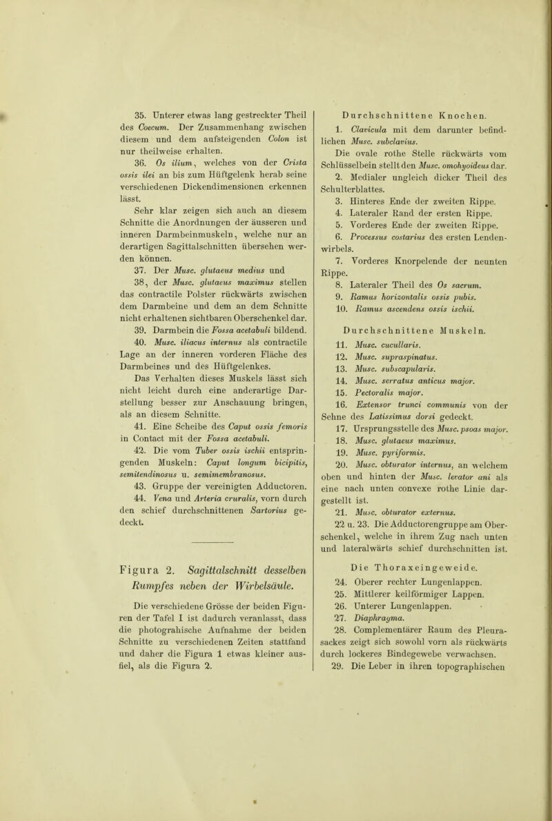 35. Unterer etwas lang gestreckter Theil des Coecum. Der Zusammenhang zwischen diesem und dem aufsteigenden Colon ist nur theilweise erhalten. 36. Os ilium^ welches von der Crista ossis ilei an bis zum Hüftgelenk herab seine verschiedenen Dickendimensionen erkennen lässt. Sehr klar zeigen sich auch an diesem Schnitte die Anordnungen der äusseren und inneren Darmbeinmuskeln, welche nur an derartigen Sagittalschnitten übersehen wer- den können. 37. Der Muse, glutaeus medhis und 38. der Muse, glutaeus maximus stellen das contractile Polster rückwärts zwischen dem Darmbeine und dem an dem Schnitte nicht erhaltenen sichtbaren Oberschenkel dar. 39. Darmbein die Fossa acetabuli bildend. 40. Muse, iliacus internus als contractile Lage an der inneren vorderen Fläche des Darmbeines und des Hüftgelenkes. Das Verhalten dieses Muskels lässt sich nicht leicht durch eine anderartige Dar- stellung besser zur Anschauung bringen, als an diesem Schnitte. 41. Eine Scheibe des Caput ossis femoris in Contact mit der Fossa aeetabuli. 42. Die vom Tuber ossis isehii entsprin- genden Muskeln: Caput longum bieipitis, semitendinosus u. semimembranosus. 43. Gruppe der vereinigten Adductoren. 44. Vena und Arteria cruralis, vorn durch den schief durchschnittenen Sartorius ge- deckt. Figura 2. Sagittalschnitt desselben Rumpfes neben der Wirbelsäule. Die verschiedene Grösse der beiden Figu- ren der Tafel I ist dadurch veranlasst, dass die photograhischc Aufnahme der beiden Schnitte zu verschiedenen Zeiten stattfand und daher die Figura 1 etwas kleiner aus- fiel, als die Figura 2. Durchschnittene Knochen. 1. Clarieula mit dem darunter befind- lichen Muse, subelavius. Die ovale rothe Stelle rückwärts vom Schlüsselbein stellt den Muse, omohyoideus dar. 2. Medialer ungleich dicker Theil des Schulterblattes. 3. Hinteres Ende der zweiten Rippe. 4. Lateraler Rand der ersten Rippe. 5. Vorderes Ende der zweiten Rippe. 6. Processus costarius des ersten Lenden- wirbels. 7. Vorderes Knorpelende der neunten Rippe. 8. Lateraler Theil des Os saerum. 9. Ramus horizontalis ossis pubis. 10. Ramus aseendens ossis isehii. Durchschnittene Muskeln. 11. Muse, eucullaris. 12. Muse, supraspinatus. 13. Muse, subscapularis. Ii. Muse, serratus antieus major. 15. Pectoralis major. 16. Exlensor trunci communis von der Sehne des Latissimus dorsi gedeckt. 17. Ursprungsstelle des Muse, psoax major. 18. Muse, glutaeus maximus. 19. Muse, pyriformis. 20. Muse, obturator internus, an welchem oben und hinten der Mute, levator ani als eine nach unten convexe rothe Linie dar- gestellt ist. 21. Mu.sc. obturator externus. 22 u. 23. Die Adductorengruppe am Ober- schenkel, welche in ihrem Zug nach unten und lateralwärts schief durchschnitten ist. Die Thoraxeingeweide. 24. Oberer rechter Lungenlappcn. 25. Mittlerer keilförmiger Lappen. 26. Unterer Lungenlappen. 27. Diaphragma. 28. Complemcntärer Raum des Pleura- sackes zeigt sich sowohl vorn als rückwärts durch lockeres Bindegewebe verwachsen. 29. Die Leber in ihren topographischen