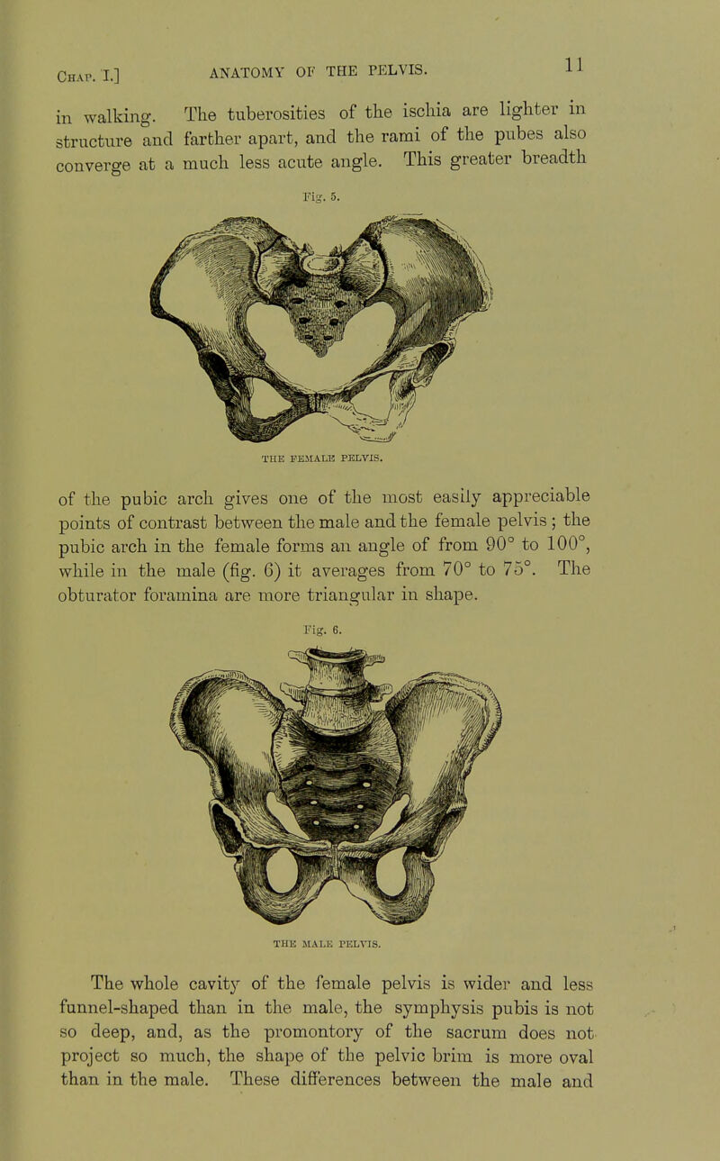Chap. I.] ANATOMY OF THE PELVIS. in walking. The tuberosities of the ischia are lighter in structure and farther apart, and the rami of the pubes also converge at a much less acute angle. This greater breadth rig. 5. THE PEHALB PELVIS. of the pubic arch gives one of the most easily appreciable points of contrast between the male and the female pelvis; the pubic arch in the female forma an angle of from 90° to 100°, while in the male (fig. 6) it averages from 70° to 75°. The obturator foramina are more triangular in shape. Fig. 6. THE MALE PELVIS. The whole cavit}^ of the female pelvis is wider and less funnel-shaped than in the male, the symphysis pubis is not so deep, and, as the promontory of the sacrum does not project so much, the shape of the pelvic brim is more oval than in the male. These differences between the male and