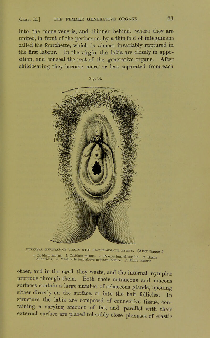 into the mons veneris, and thinner behind, where they are united, in front of the perinaeum, by a thin fold of integument called the fourchette, which is almost invariably ruptured in the first labour. In the virgin the labia are closely in appo- sition, and conceal the rest of the generative organs. After childbearing they become more or less separated from each Fig. U. EXTERNAL GENITALS OF VIRGIN WITH DIAPHKAGSIATIC HYMEN. (After Sappey.) a. Labium majns. 6. Labium minus, c. Prreputium clitoridis d Glans chtondis. e. Vestibule just above urethral orifice. /. Mons veneris other, and in the aged they waste, and the internal nymphse protrude through them. Both their cutaneous and mucous surfaces contain a large number of sebaceous glands, opening either directly on the surface, or into the hair follicles. In structure the labia are composed of connective tissue, con- taining a varying amount of fat, and parallel with'their external surface are placed tolerably close plexuses of elastic