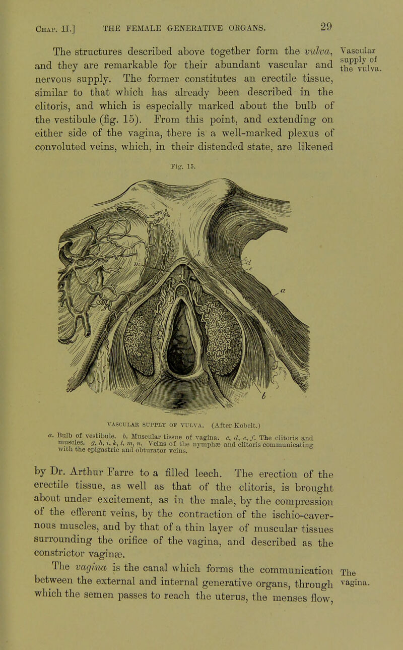 The structures described above together form the vulva, Vascular and they are remarkable for their abundant vascular and tlie^vulva. nervous supply. The former constitutes an erectile tissue, similar to that which has already been described in the clitoris, and which is especially marked about the bulb of the vestibule (fig. 15). Prom this point, and extending on either side of the vagina, there is a well-marked plexus of convoluted veins, which, in their distended state, are likened Fig. 15. VASCULAK SUPPLY OP VVLXA. (After Kobelt.) a. Bulb of vestibule, b. Muscular tissue of vagina, c, <J, e, f. The clitoris and musoles. g, h, i, k, I, m, n. Veins of tlie nymplias and clitoris commuuicatiug witu the epigastric and obturator veins. by Dr. Arthur Tarre to a filled leech. The erection of the erectile tissue, as well as that of the clitoris, is brought about under excitement, as in the male, by the compression of the efferent veins, by the contraction of the ischio-caver- nous muscles, and by that of a thin layer of muscular tissues surrounding the orifice of the vagina, and described as the constrictor vaginas. The vagina is the canal which forms the communication The between the external and internal generative organs, through ^aginJi- which the semen passes to reach the uterus, the menses flow.