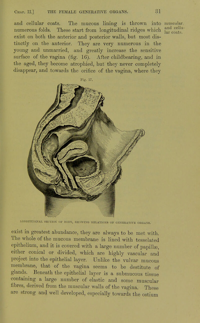 and cellular coats. The mucous lining is thrown into muscular, numerous folds. These start from longitudinal ridges which f^'^coats'^ exist on both the anterior and posterior walls, but most dis- tinctly on the anterior. They are very numerous in the young and unmarried, and greatly increase the sensitive surface of the vagina (fig. 16). After childbearing, and in the aged, they become atrojDhied, but they never completely disappear, and towards the orifice of the vagina, where they Fig. 17. :GITUIJLVAL .section op body, showing IIELATIOXS op GEXEIlATn^E ORGANS. exist in greatest abundance, they are always to be met with. The whole of the mucous membrane is lined with tesselated epithelium, and it is covered with a large number of papillte, either conical or divided, which are highly vascular and project into the epithelial layer. Unlike the vulvar mucous membrane, that of the vagina seems to be destitute of glands. ^ Beneath the epithelial layer is a submucous tissue containing a large number of elastic and some muscular fibres, derived from the muscular walls of the vagina. These are strong and well developed, especially towards the ostium
