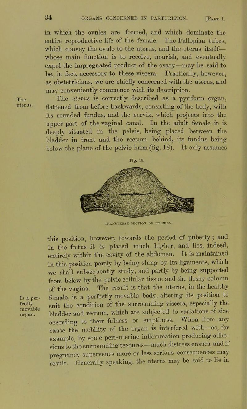 in which the ovules are formed, and which dominate the entire reproductive life of the female. The Fallopian tubes, which convey the ovule to the uterus, and the uterus itself— whose main function is to receive, nourish, and eventually expel the impregnated product of the ovary—may be said to be, in fact, accessory to these viscera. Practically, however, as obstetricians, we are chiefly concerned with the uterus, and may conveniently commence with its description. The The litems is correctly described as a pyriform organ, uterus. flattened from before backwards, consisting of the body, with its rounded fundus, and the cervix, which projects into the upper part of the vaginal canal. In the adult female it is deeply situated in the pelvis, being placed between the bladder in front and the rectum behind, its fundus being below the plane of the pelvic brim (fig. 18). It only assumes Fig. 19. TRAXS'^'EnSE SECTION OP UTKRUS. this position, however, towards the period of puberty; and in the foetus it is placed much higher, and lies, indeed, entirely within the cavity of the abdomen. It is maintained in this position partly by being slung by its ligaments, which we shall subsequently study, and partly by being supported from below by the pelvic cellular tissue and the fleshy column of the vagina. The result is that the uterus, in the healthy Is a per- female, is a perfectly movable body, altering its position to suit the condition of the surrounding viscera, especially the movable ^^^^^^^ rectum, which are subjected to variations of size according to their fulness or emptiness. When from any cause the mobility of the organ is interfered with—as, for example, by some peri-uterine inflammation producing adhe- sions to the surrounding textures—much distress ensues, and if pregnancy supervenes more or less serious consequences may result. Generally speaking, the uterus may be said to lie in organ