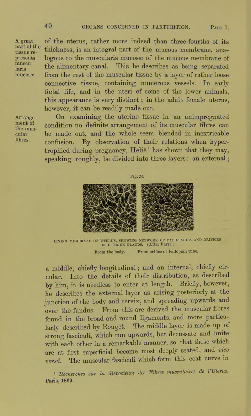 A great part of the tissue re- presents muscu- laris mucosa;. Arrange- ment of the mus- cular fibres. of the uterus, rather more indeed than three-fourths of its thickness, is an integral part of the mucous membrane, ana- logous to the muscularis mucosa? of the mucous membrane of the alimentary canal. This he describes as being separated from the rest of the muscular tissue by a layer of rather loose connective tissue, containing numerous vessels. In early foetal life, and in the uteri of some of the lower animals, this appearance is very distinct; in the adult female uterus, however, it can be readily made out. On examining the uterine tissue in an unimpregnated condition no definite arrangement of its muscular fibres can be made out, and the whole seem blended in inextricable confusion. By observation of their relations when hyper- trophied during pregnancy, Helie' has shown that they may, speaking roughly, be divided into three layers: an external; Fig.24. LINING MEMBRANE OP DTEHUS, SHOWING NETWOIIK OF CAPILLAIIIES AXD ORH'ICES OP UTERINE GLANDS. (After Farre.) From the body. From orifice of Fallopian tube. a middle, chiefly longitudinal; and an internal, chiefly cir- cular. Into the details of their distribution, as described by him, it is needless to enter at length. Briefly, however, he describes the external layer as arising posteriorly at the junction of the body and cervix, and spreading upwards and over the fundus. From this are derived the muscular fibres found in the broad and round ligaments, and more particu- larly described by Kouget. The middle layer is made up of strong fasciculi, which run upwards, but decussate and unite with each other in a remarkable manner, so that those which are at first superficial become most deeply seated, and vice versa. The muscular fasciculi which form this coat curve in ' RecJierches sur la disposition des Fibres musculaires dc Paris, 1869.