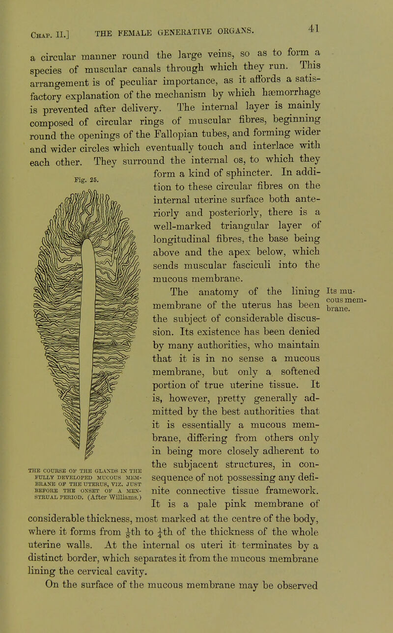Fig. 25. a circular manner round the large veins, so as to form a species of muscular canals througli which they run. This arrangement is of peculiar importance, as it aftbrds a satis- factory explanation of the mechanism by which haemorrhage is prevented after delivery. The internal layer is mainly composed of circular rings of muscular fibres, beginning round the openings of the Fallopian tubes, and forming wider and wider circles which eventually touch and interlace with each other. They surround the internal os, to which they form a kind of sphincter. In addi- tion to these circular fibres on the internal uterine surface both ante- riorly and posteriorly, there is a well-marked triangular layer of longitudinal fibres, the base being above and the apex below, which sends muscular fasciculi into the mucous membrane. The anatomy of the lining membrane of the uterus has been the subject of considerable discus- sion. Its existence has been denied by many authorities, who maintain that it is in no sense a mucous membrane, but only a softened portion of true uterine tissue. It is, however, pretty generally ad- mitted by the best authorities that it is essentially a mucous mem- brane, difiering from others only in being more closely adherent to the subjacent structures, in con- sequence of not possessing any defi- nite connective tissue framework. It is a pale pink membrane of considerable thickness, most marked at the centre of the body, where it forms from ^th to ^th of the thickness of the whole uterine walls. At the internal os uteri it terminates by a distinct border, which separates it from the mucous membrane lining the cervical cavity. On the surface of the mucous membrane may be observed THE COUBSE 01' THE GLAN'DS IN THE FULLY DEVELOPED MUCOUS JIKM- BRANE OF THE UTERUS, VIZ. JUST BEFORE THE ONSET OF A SEEX- STRUAL PERIOD. (After Williams.) Its mu- cous mem- brane.