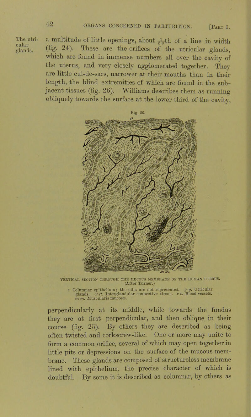 The uti-i- a multitude of little openings, about .rL-tli of a line in width glands. 2'^0- These are the orifices of the utricular glands, which are found in immense numbers all over the cavity of the uterus, and very closely agglomerated together. They are little cul-de-sacs, narrower at their mouths than in their length, the blind extremities of which are found in the sub- jacent tissues (fig. 26). Williams describes them as running obliquely towai'ds the surface at the lower third of the cavity, Fig. 2C. VERTICAL SECTION THEOUGU THE 51DC0US MEJIBUAXE OP THE HUMAN UTERtrS. (After Turner.) e. Columnar epithelium; the cilia are not represented, g g. Utricular glands, ct ct. luterglandular connective tissue, v v. Blood-vessels. m m. Musoularis mucosaj. perpendicularly at its middle, while towards the fundus they are at first perpendicular, and then oblique in their course (fig. 25). By others they are described as being often twisted and corkscrew-like. One or more may unite to form a common orifice, several of which may open together in little pits or depressions on the surface of the mucous mem- brane. These glands are composed of structureless membrane lined with epithelium, the precise character of which is doubtful. By some it is described as columnar, by others as