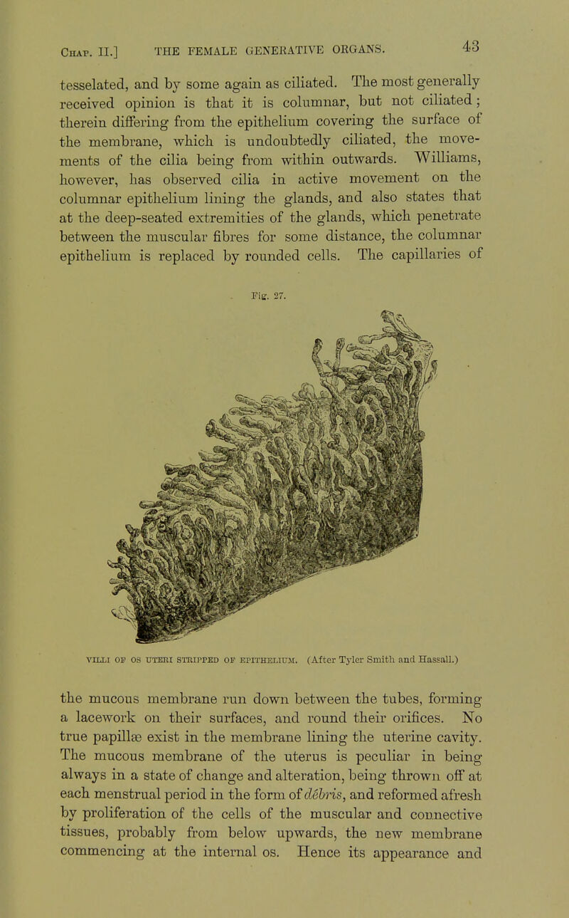 tesselated, and by some again as ciliated. The most generally received opinion is that it is columnar, but not ciliated; therein differing from the epithelium covering the surface of the membrane, which is undoubtedly ciliated, the move- ments of the cilia being from within outwards. Williams, however, has observed cilia in active movement on the columnar epithelium lining the glands, and also states that at the deep-seated extremities of the glands, which penetrate between the muscular fibres for some distance, the columnar epithelium is replaced by rounded cells. The capillaries of 27 VIIJ.I OF OS UTEM STRIPPED OF EPITHELIUM. (After Tyler Smith and Hassall.) the mucous membrane run down between the tubes, forming a lacework on their surfaces, and round their orifices. No true papillge exist in the membrane lining the uterine cavity. The mucous membrane of the uterus is peculiar in being always in a state of change and alteration, being thrown off at each menstrual period in the form of debris, and reformed afresh by proliferation of the cells of the muscular and connective tissues, probably from below upwards, the new membrane commencing at the internal os. Hence its appearance and