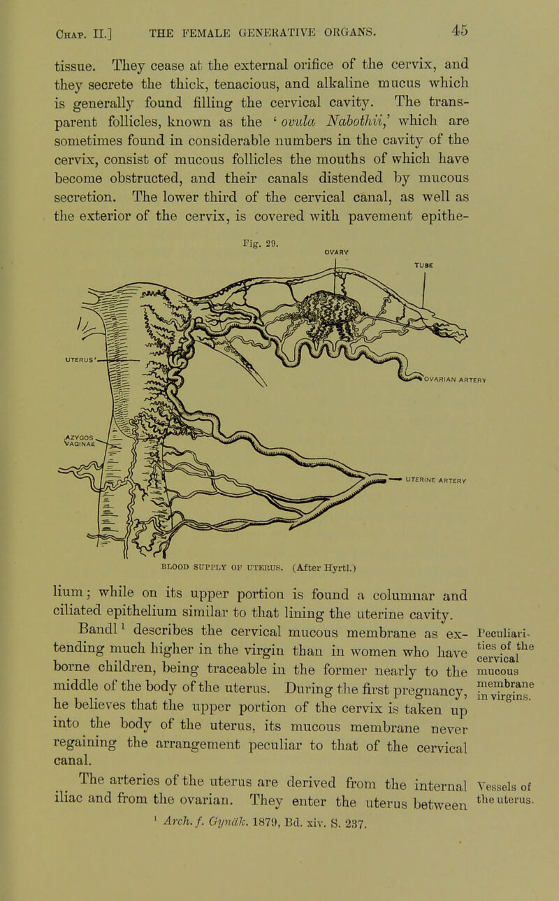 tissue. They cease at the external orifice of the cervix, and they secrete the thick, tenacious, and alkaline mucus which is generally found filling the cervical cavity. The trans- parent follicles, known as the ' ovula NabotJdi,' which are sometimes found in considerable numbers in the cavity of the cervix, consist of mucous follicles the mouths of which have become obstructed, and their canals distended by mucous secretion. The lower third of the cervical canal, as well as the exterior of the cervix, is covered with pavement epithe- Fig. 29. OVARIAN ABTEB1 UTERINE ABTERy BLOOD SUPPLY OF UTEKUS. (After Hyrtl.) Hum; while on its upper portion is found a columnar and ciliated epithelium similar to that lining the uterine cavity. Bandl ^ describes the cervical mucous membrane as ex- tending much higher in the virgin than in women who have borne children, being traceable in the former nearly to the middle of the body of the uterus. During the first pregnancy, he believes that the upper portion of the cervix is taken up into the body of the uterus, its mucous membrane never regaining the arrangement peculiar to that of the cervical canal. The arteries of the uterus are derived from the internal iliac and from the ovarian. They enter the uterus between ' Arch.f. Gynak. 1879, BcT. xiv. S. 237. Peculiari- ties of the cervical mucous membrane in virgins. Vessels of the uterus.