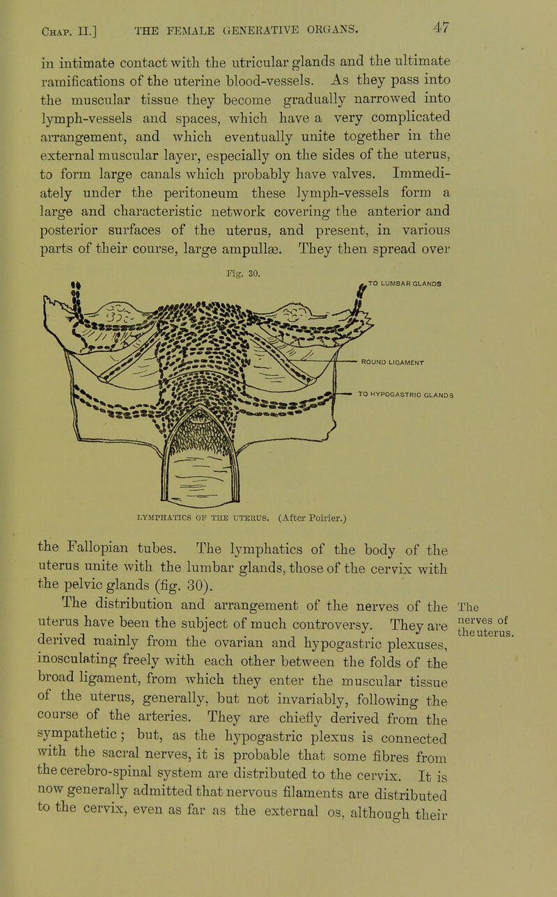 in intimate contact with the utricular glands and the ultimate ramifications of the uterine blood-vessels. As they pass into the muscular tissue they become gradually narrowed into lymph-vessels and spaces, which have a very complicated arrangement, and which eventually unite together in the external muscular layer, especially on the sides of the uterus, to form large canals which probably have valves. Immedi- ately under the peritoneum these lymph-vessels form a large and characteristic network covering the anterior and posterior surfaces of the uterus, and present, in various parts of their course, large ampullae. They then spread over Fig. 30. LYMPHATICS OF THE tiTHnus. (After Poirier.) the Fallopian tubes. The lymphatics of the body of the uterus unite with the lumbar glands, those of the cervix with the pelvic glands (fig. 30). The distribution and arrangement of the nerves of the The uterus have been the subject of much controversy. They are cienved mainly irom the ovarian and hypogastric plexuses, inosculating freely with each other between the folds of the broad ligament, from which they enter the muscular tissue of the uterus, generally, but not invariably, following the course of the arteries. They are chiefly derived from the sympathetic; but, as the hypogastric plexus is connected with the sacral nerves, it is probable that some fibres from the cerebro-spinal system are distributed to the cervix. It is now generally admitted that nervous filaments are distributed to the cervix, even as far as the external os, although their