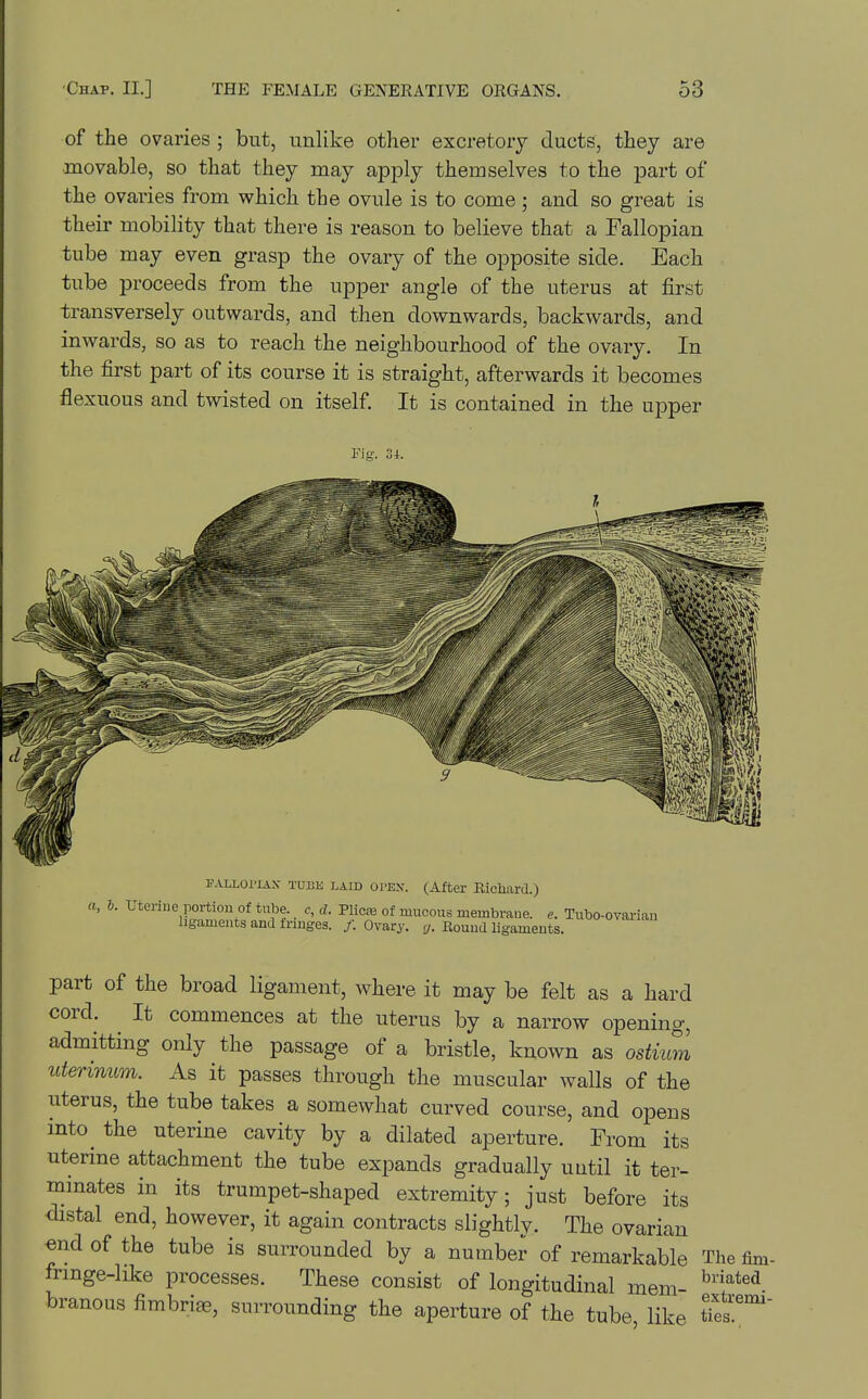 of the ovaries ; but, unlike other excretory ducts, they are ■movable, so that they may apply themselves to the part of the ovaries from which the ovule is to come ; and so great is their mobility that there is reason to believe that a Fallopian tube may even grasp the ovary of the opposite side. Each tube proceeds from the upper angle of the uterus at first transversely outwards, and then downwards, backwards, and inwards, so as to reach the neighbourhood of the ovary. In the first part of its course it is straight, afterwards it becomes flexuous and twisted on itself. It is contained in the ujDper Fig. F.VLLoriAS TUBE LAID oi'EX. (After Ricliiird.) a, I. Uterine portion of tube, c, d. Plica of mucous membraue. e. Tubo-ovariaii ligaments and fringes. /. Ovary, i/. Round ligaments. part of the broad ligament, where it may be felt as a hard cord. It commences at the uterus by a narrow opening, admitting only the passage of a bristle, known as ostkm ittermum. As it passes through the muscular walls of the uterus, the tube takes a somewhat curved course, and opens into^ the uterine cavity by a dilated aperture. From its uterine attachment the tube expands gradually until it ter- minates in its trumpet-shaped extremity; just before its <iistal end, however, it again contracts slightly. The ovarian «ndof the tube is surrounded by a number of remarkable The fim- Iringe-like processes. These consist of longitudinal mem branous fimbria, surrounding the aperture of the tube like tTe?