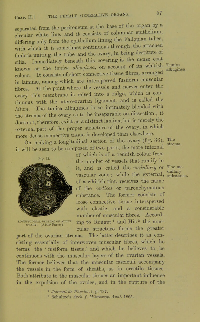 separated from the peritoneum at the base of the organ by a circular white line, and it consists of columnar epithelium, differing only from the epithelium lining the Fallopian tubes with which it is sometimes continuous through the attached fimbria uniting the tube and the ovary, in being destitute of cilia Immediately beneath this covering is the dense coat known as the tmiica albuginea, on account of its whitish colour. It consists of short connective-tissue fibres, arranged in laminte, among which are interspersed fusiform muscular fibres. At the point where the vessels and nerves enter the ovary this membrane is raised into , a ridge, which is con- tinuous with the utero-ovarian ligament, and is called the Ulum. The tunica albuginea is so intimately blended with the stroma of the ovary as to be inseparable on dissection; it does not, therefore, exist as a distinct lamina, but is merely the external part of the proper structure of the ovary, in which more dense connective tissue is developed than elsewhere. On making a longitudinal section of the ovary (fig. 36), The^^^ it will be seen to be composed of two parts, the more internal of which is of a reddish colour from the number of vessels that ramify in it, and is called the medullarij or Theme- vascular zone; while the external, substance, of a whitish tint, receives the name of the cortical or parenchymatous substance. The former consists of loose connective tissue interspersed with elastic, and a considerable number of muscular fibres. Accord- LoxGiTUDixAL SECTION OF ADULT jj^g. Eouget ^ aud Hls ^ the muS ovAnY. (Alter Fan-e.) & O cular structure forms the greater part of the ovarian stroma. The latter describes it as con- sisting essentially of interwoven muscular fibres, which he terms^ the ' fusiform tissue,' and which he believes to be continuous with the muscular layers of the ovarian vessels. The former believes that the muscular fasciculi accompany the vessels in the form of sheaths, as in erectile tissues. Both attribute to the muscular tissues an important influence in the expulsion of the ovules, and in the rupture of the ' Jozimal de Phijaiol. i. p. 737. ^ Schultze's Arch. f. Mikroscoip. Anat. 1865.