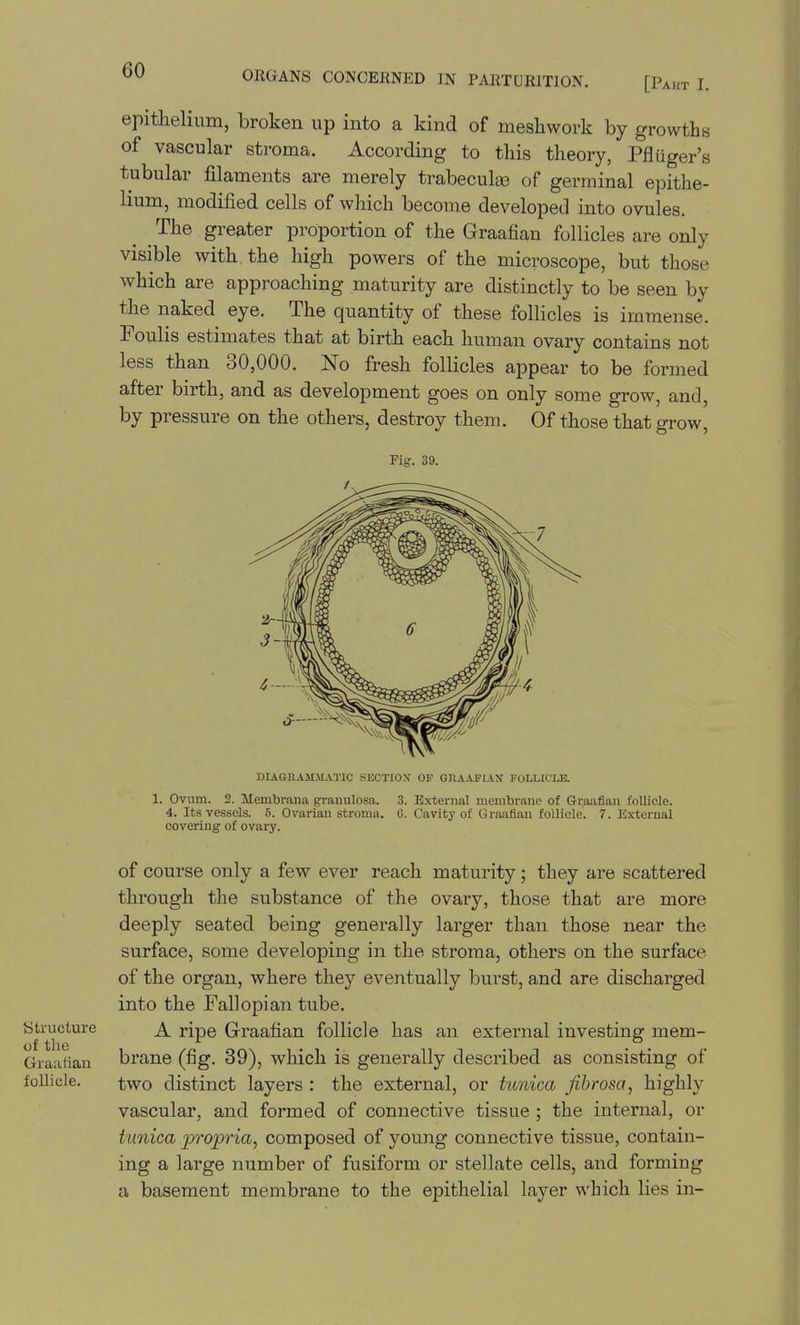 epithelium, broken up into a kind of mesliwork by growths of vascular stroma. According to this theory, Pfliiger's tubular filaments are merely trabecula3 of germinal epithe- 1mm, modified cells of which become developed into ovules. The greater proportion of the Graafian follicles are only visible with the high powers of the microscope, but those which are approaching maturity are distinctly to be seen by the naked eye. The quantity of these follicles is immense. Foulis estimates that at birth each human ovary contains not less than 30,000. No fresh follicles appear to be formed after birth, and as development goes on only some grow, and, by pressure on the others, destroy them. Of those that grow. Fig. 39. DIAGRAIIMATIC SECTION OP GRAAFIAN FOLLICLE. 1. Ovum. 2. Membinna granulosa. 3. External membrane of Graafian follicle. 4. Its vessels. 5. Ovarian stroma, (i. Cavity of Graafian follicle. 7. External covering of ovary. of course only a few ever reach maturity; they are scattered through the substance of the ovary, those that are more deeply seated being genei-ally larger than those near the surface, some developing in the stroma, others on the surface of the organ, where they eventually burst, and are discharged into the Fallopian tube. I^ti^ucture ripe Graafian follicle has an external investing mem- Giaaiian brane (fig. 39), which is generally described as consisting of follicle. two distinct layers : the external, or tunica fibrosa, highly vascular, and formed of connective tissue ; the internal, or tunica projp7-ia, composed of young connective tissue, contain- ing a large number of fusiform or stellate cells, and forming a basement membrane to the epithelial layer which lies in-