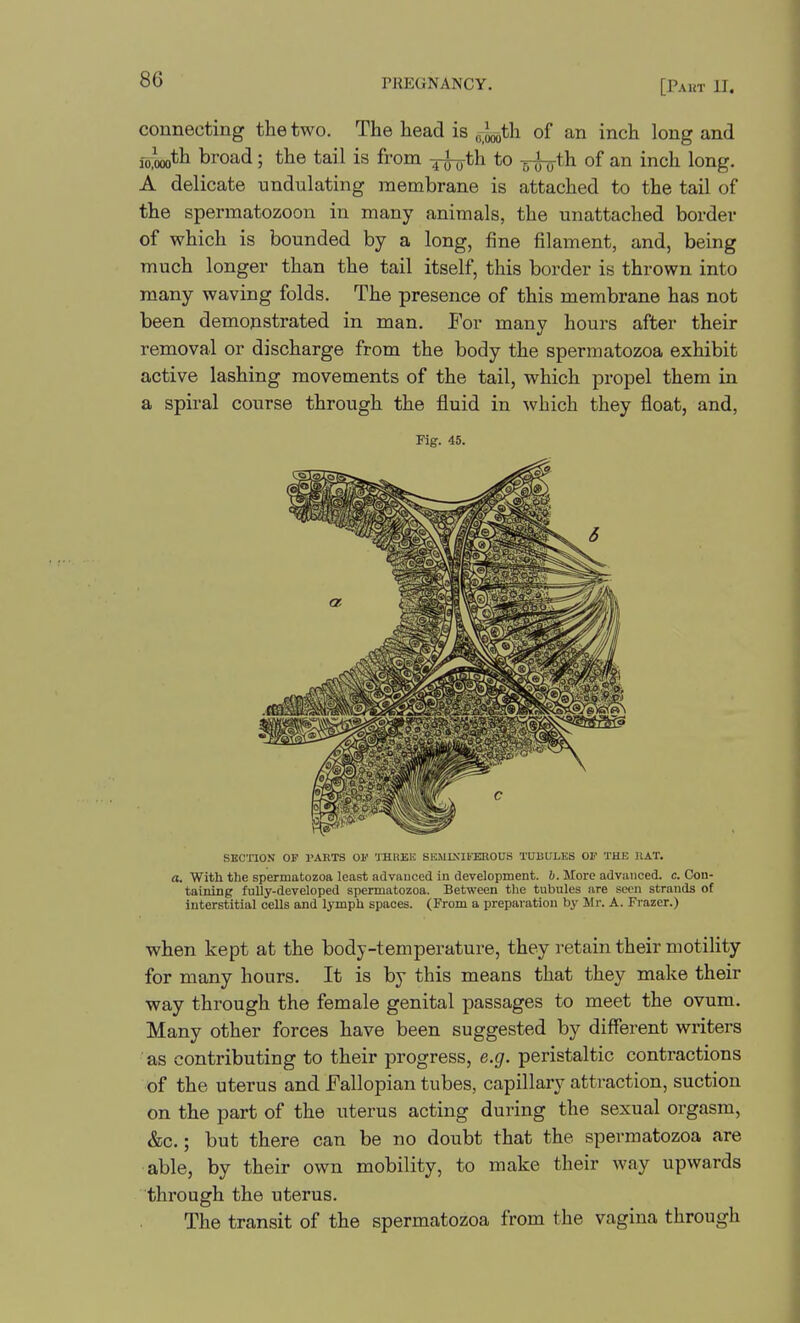 PREGNANCY. [Paut II. connecting the two. The head is ^.j^th. of an inch long and y^^th. broad; the tail is from 4^th to -^th. of an inch long. A delicate undulating membrane is attached to the tail of the spermatozoon in many animals, the unattached border of which is bounded by a long, fine filament, and, being much longer than the tail itself, this border is thrown into many waving folds. The presence of this membrane has not been demonstrated in man. For many hours after their removal or discharge from the body the spermatozoa exhibit active lashing movements of the tail, which propel them in a spiral course through the fluid in which they float, and, Fig. 45. SECnON OF PARTS Ol' THHEE SEMIXll'EROUS TUBULES OF THE KAT. a. With the spermatozoa least advanced in development, b. More advanced, c. Con- taining fully-developed spermatozoa. Between the tubules are seen strands of interstitial cells and lymph spaces. (From a preparation b}' Mr. A. Frazcr.) when kept at the body-temperature, they retain their motility for many hours. It is by this means that they make their way through the female genital passages to meet the ovum. Many other forces have been suggested by different writers as contributing to their progress, e.g. peristaltic contractions of the uterus and Fallopian tubes, capillary attraction, suction on the part of the uterus acting during the sexual orgasm, &c.; but there can be no doubt that the spermatozoa are able, by their own mobility, to make their way upwards through the uterus. The transit of the spermatozoa from the vagina through