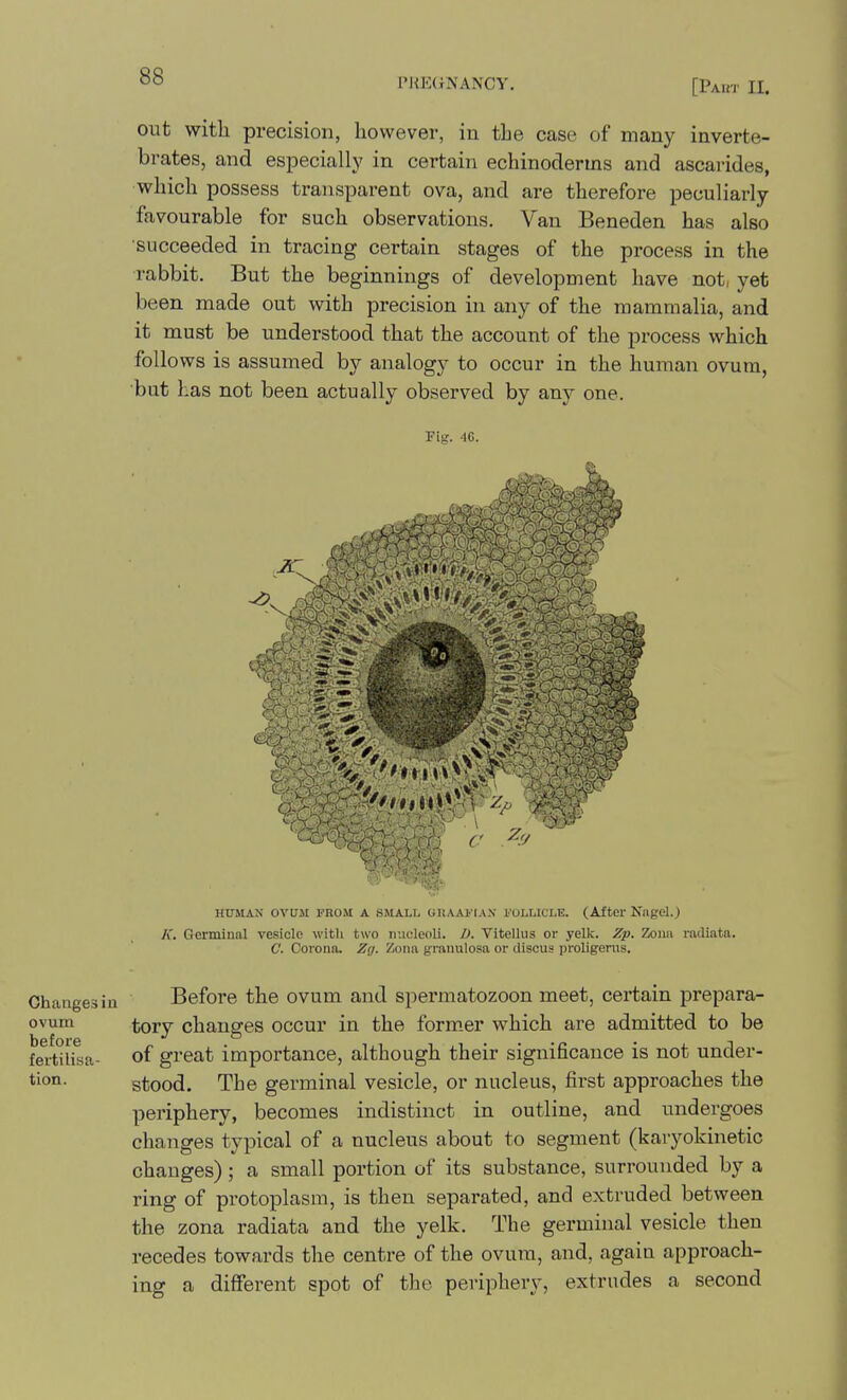 rHE(JNANCY. [Pai!T II. out with precision, however, in tbe case of many inverte- brates, and especially in certain echinodenns and ascarides, which possess transparent ova, and are therefore peculiarly favourable for such observations. Van Beneden has also ■succeeded in tracing certain stages of the process in the rabbit. But the beginnings of development have not, yet been made out with precision in any of the mammalia, and it must be understood that the account of the process which follows is assumed by analogy to occur in the human ovum, but has not been actually observed by any one. Fig. '16. Changes in ovum before fertilisa- tion. \ (' z. HITMAN OVUM FROM A SMALL GUAAl'tAX FOLLICLE. (After Kngel.) K. Germinal vesicle witli two nucleoli. D. Vitellus or yelk. Zp. Zona railiata. C Corona. Zg. Zona granulosa or discus proligenis. Before the ovum and spermatozoon meet, certain prepara- tory changes occur in the former which are admitted to be of great importance, although their significance is not under- stood. The germinal vesicle, or nucleus, first approaches the periphery, becomes indistinct in outline, and undergoes changes typical of a nucleus about to segment (karyokinetic changes) ; a small portion of its substance, surrounded by a ring of protoplasm, is then separated, and extruded between the zona radiata and the yelk. The germinal vesicle then recedes towards the centre of the ovum, and, again approach- ing a different spot of the periphery, extrudes a second