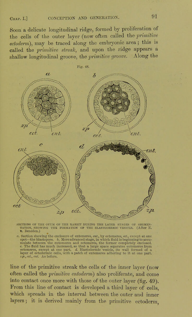 Soon a delicate longitudinal ridge, formed by proliferation of the cells of the outer layer (now often called the-primitive ectoderm), may be traced along the embryonic area; this is called the primitive streak, and upon the lidge appears a shallow longitudinal groove, the primitive groove. Along the Kg. 48. SECTIONS OP THE OVUJI OF THE RABBIT DURING THE LATER STAGES OF SEGMEN- TATION, SHOWING THE FORMi^TION OP THE BLASTODERMIC VESICLE. (After E. V. Benedeu.) »• a. Section showing the enclosure of entomeres, ent., by ectomeres, ect., except at one spot—the blastopore. 6. More advanced stage, in which fluid is beginning to accu- mulate between the entomeres and ectomeres, the former completely enclosed. c. The fluid has much increased, so that a large space separates entomeres from ectomeres, e.tcept at one part. d!. Blastodermic vesicle, its wall formGd of a layer of ectodermic cells, with a patch of entomeres adhering to it at one part. z.p., eel., ent. As before. line of the primitive streak the cells of the inner layer (now often called the primitive entoderm) also proliferate, and come into contact once more with those of the outer layer (fig. 49). From this line of contact is developed a third layer of cells, which spreads in the interval between the outer and inner layers; it is derived mainly from the primitive ectoderm,