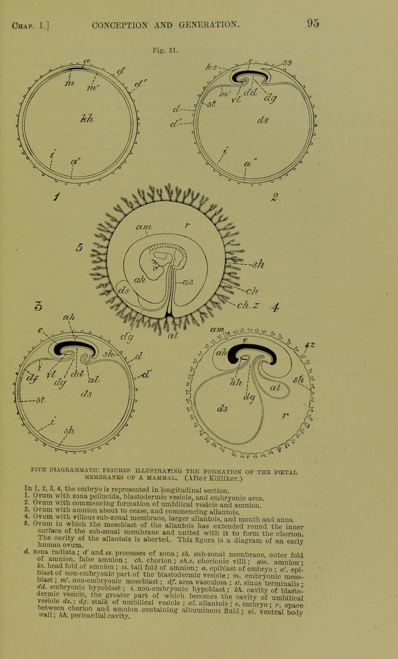 Fig. 51. VIYK DIAGRAMMATIC FIGURES XLLUSTRAIIXG THE FORMATION OF THE I'CETAI, MEMBRANES OF A MAMMAL. (After Kolliker.) In 1, 2, 3, 4, the embryo is represented in longitudinal section. 1. Ovum with zona pellucida, blastodermic vesicle, and embryonic area. 2. Ovum with commencing formation of umbilical vesicle and amnion. 3. Ovum with amnion about to cease, and commencing allantois. 4. Ovum with villous sub-zonal membrane, larger allantois, and mouth and anus 6. Ovum in which the mesoblast of the allantois has extended round the inner surtace of the sub-zonal membrane and united with it to form the chorion. Ihe cavity of the allantois is aborted. This figure is a diagram of an earlv human ovum. e  canj, d. zona radiata ; d'and m. processes of zona; sh. sub-zonal membrane, outer fold of amnion false amnion; ch. chorion; c/i.z. chorionic villi; am. amnion- 's. Iiead fold of amnion ; ss. tail fold of amnion; a. epiblast of embryo • a' eni- b ast of non-embryonic part of the blastodermic vesicle; m. embryonic meso- blast ; m'. nou-cmbryonic mesoblast; df. area vasculosa ; si. sinus terminalis • (Id. embryonic hypoblast; i. non-embryonic hypoblast; kh. cavity of blasto' dermic vesicle, the greater part of which becomes the cavity of umbilical vesicle dj.; d;;. stalk of umbilical vesicle ; al. allantois ; e. embryo -T space