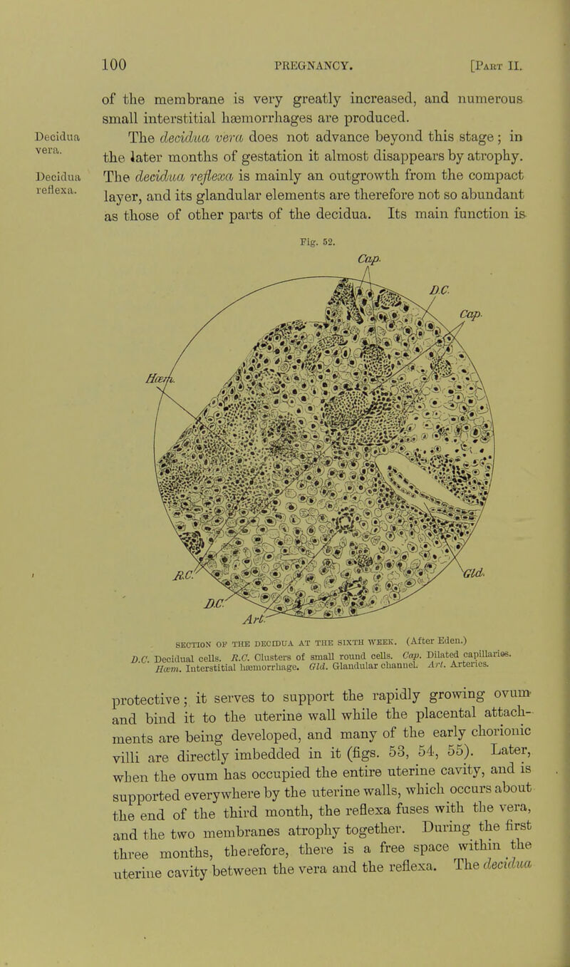 Decidua vera. Decidua reflexa. of the membrane is very greatly increased, and numerous small interstitial haemorrhages are produced. The decidua vera does not advance beyond this stage; in the later months of gestation it almost disappears by atrophy. The decidua reflexa is mainly an outgrowth from the compact layer, and its glandular elements are therefore not so abundant as those of other pai'ts of the decidua. Its main function is- Fig. 52. SECTION 01-' THE DECmUA AT TIIE SIXTH WEEK. (After Eden.) D C Decidual cells. R.C. Clusters of small round cells. Cap. Dilated capillaries. ' /torn. Interstitialhajuiorrliage. Glandular channel. A yV. Arteries. protective; it serves to support the rapidly growing ovum^ and bind it to the uterine wall while the placental attach- ments are being developed, and many of the early chorionic villi are directly imbedded in it (figs. 53, 54, 55). Later, when the ovum has occupied the entire uterine cavity, and is supported everywhere by the uterine walls, which occurs about the end of the third month, the reflexa fuses with the vera, and the two membranes atrophy together. During the first three months, therefore, there is a free space withm the uterine cavity between the vera and the reflexa. The decidua