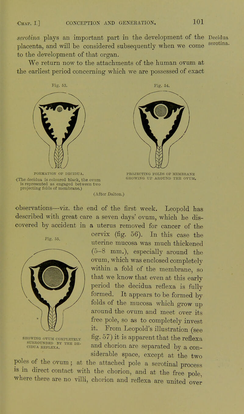 serotina plays an important part in the development of the Decidua placenta, and will be considered subsequently when we come ^^^ot^^- to the development of that organ. We return now to the attachments of the human ovum at the earliest period concerning which we are possessed of exact Fig. 53. Fig. 54. Fig. 55. FOEMATIOX OP DECIDUA. PROJECTIXG FOLDS OF JLEMBRANE <The aecidua is coloured black, the ovum gkowing up AnouND the ovum. is represented as engaged between two projecting folds of membrane.) (After Dalton.) observations—viz. the end of the first week. Leopold has described with great care a seven days' ovum, which he dis- covered by accident in a uterus removed for cancer of the cervix (fig. 56). In this case the uterine mucosa was much thickened (5-8 mm.), especially around the ovum, which was enclosed completely within a fold of the membrane, so that we know that even at this early period the decidua reflexa is fully formed. It appears to be formed by folds of the mucosa which grow up around the ovum and meet over its free pole, so as to completely invest it. From Leopold's illustration (see fig. 57) it is apparent that the reflexa and chorion are separated by a con- siderable space, except at the two poles of the ovum; at the attached pole a serotinal process is in direct contact with the chorion, and at the free pole where there are no villi, chorion and reflexa are united over SnOWI.\a OVUM COMri.ETELY sxninouNDED by the de- cidua liEPLEXA.
