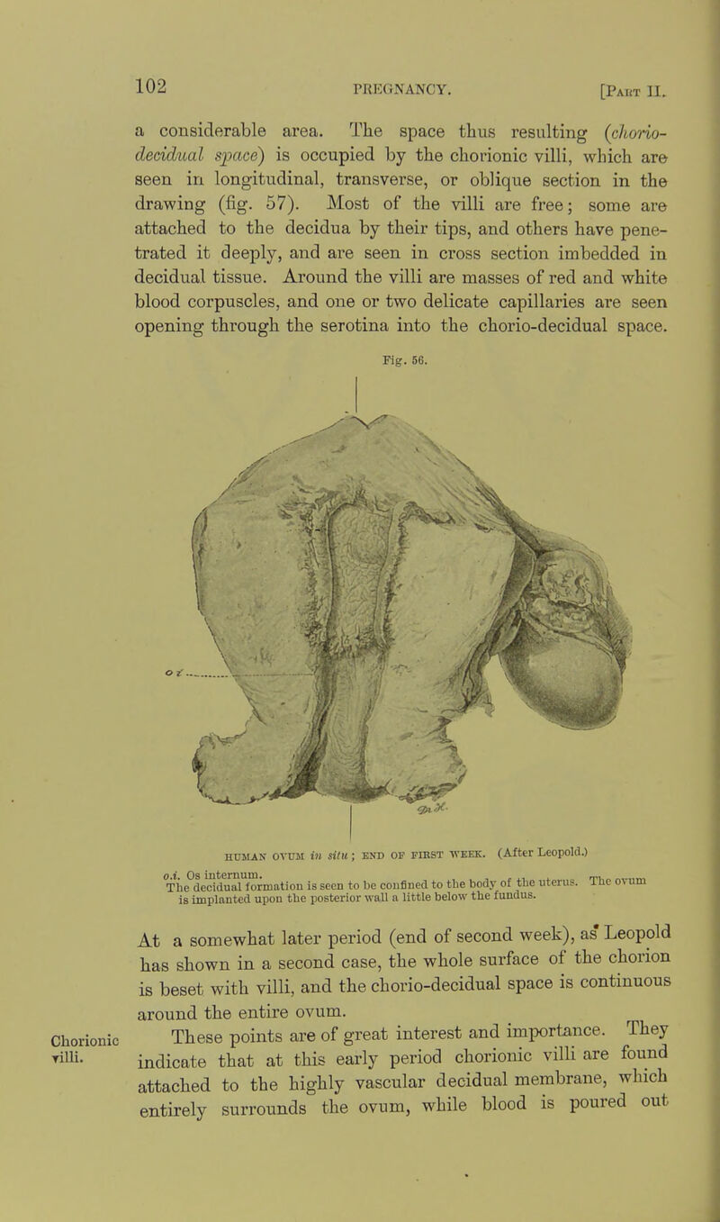 a considerable area. The space thus resulting (chorio- decidual space) is occupied by the chorionic villi, which are seen in longitudinal, transverse, or oblique section in the drawing (fig. 57). Most of the villi are free; some are attached to the decidua by their tips, and others have pene- trated it deeply, and are seen in cross section imbedded in decidual tissue. Around the villi are masses of I'ed and white blood corpuscles, and one or two delicate capillaries are seen opening through the serotina into the chorio-decidual space. Fig. 56. Chorionic Tilli. HUMAN OVUM in situ; end op first week. (After Leopold.) The^deciduTuOTmatiou is seen to be confined to the body of tbe uterus. The ovum is implanted upou the posterior wall a little below the fundus. At a somewhat later period (end of second week), as' Leopold has shown in a second case, the whole surface of the chorion is beset with villi, and the chorio-decidual space is continuous around the entire ovum. These points are of great interest and importance. They indicate that at this early period chorionic villi are found attached to the highly vascular decidual membrane, which entirely surrounds the ovum, while blood is poured out