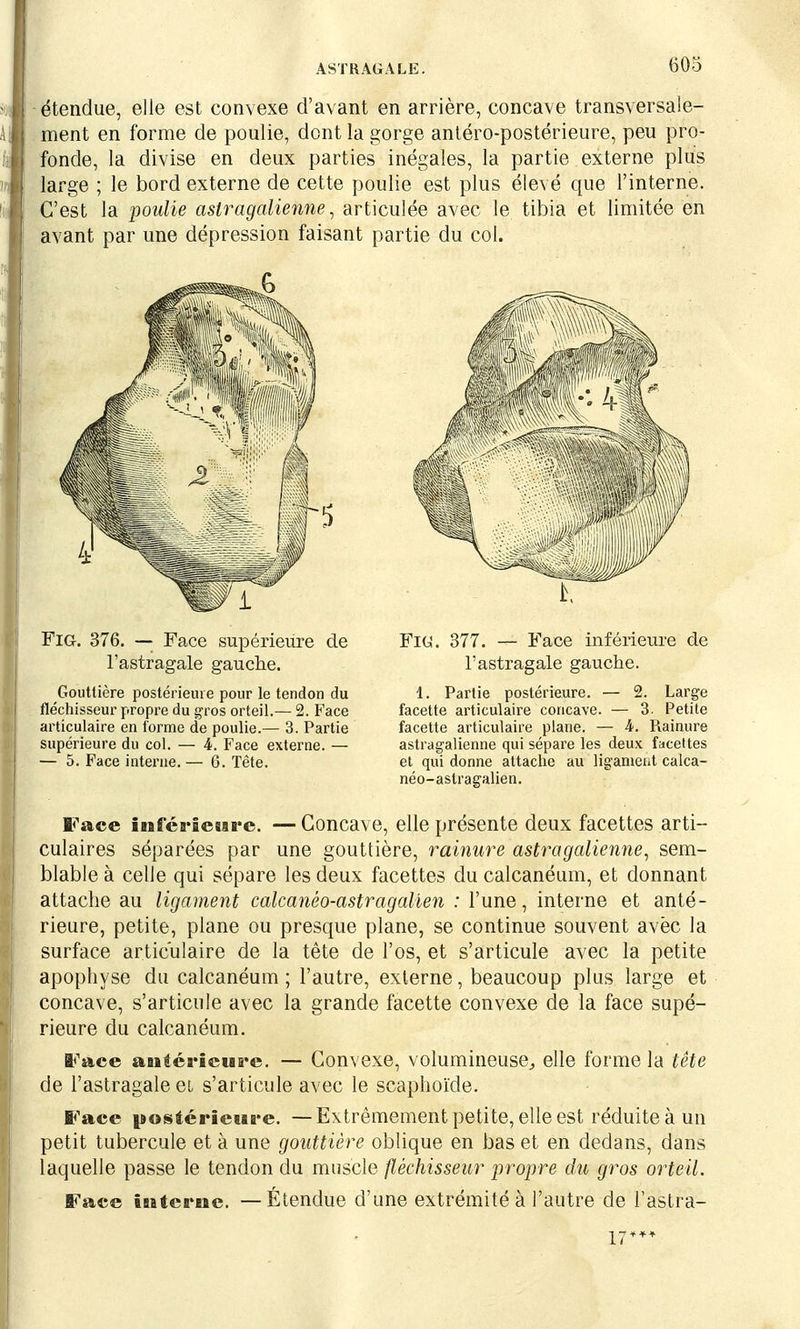 ASTRAGALE. étendue, elle est convexe d'avant en arrière, concave transversale- ment en forme de poulie, dont la gorge antéro-postérieure, peu pro- fonde, la divise en deux parties inégales, la partie externe plus large ; le bord externe de cette poulie est plus élevé que l'interne. C'est la poulie aslragalienne, articulée avec le tibia et limitée en avant par une dépression faisant partie du col. Wi Fig. 376. — Face supérieure de l'astragale gauche. Gouttière postérieure pour le tendon du fléchisseur propre du gros orteil.— 2. Face articulaire en forme de poulie.— 3. Partie supérieure du col. — 4. Face externe. — — 5. Face interne. — 6. Tête. FiG. 377. — Face inférieure de l'astragale gauche. 1. Partie postérieure. — 2. Large facette articulaire concave. — 3. Petite facette articulaire plane. — A. Rainure astragalienne qui sépare les deux facettes et qui donne attache au ligament calca- néo-astragalien. Face inférleaare. —Concave, elle présente deux facettes arti- culaires séparées par une gouttière, rainure astragalienne, sem- blable à celle qui sépare les deux facettes du calcanéum, et donnant attache au ligament calcanéo-astragalien : l'une, interne et anté- rieure, petite, plane ou presque plane, se continue souvent avec la surface articulaire de la tête de l'os, et s'articule avec la petite apophyse du calcanéum ; l'autre, externe, beaucoup plus large et concave, s'articule avec la grande facette convexe de la face supé- rieure du calcanéum. Face aaitérieuire. — Convexe, volumineuse, elle forme la tête de l'astragale et s'articule avec le scaphoïde. Face postérieure. —Extrêmement petite, elle est réduite à un petit tubercule et à une gouttière oblique en bas et en dedans, dans laquelle passe le tendon du muscle fléchisseur propre du gros orteil. Face iasterne. — Étendue d'une extrémité à l'autre de Fastra- 17**