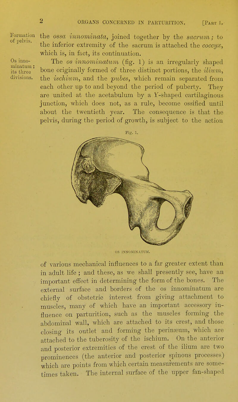 Formation of pelvis. Os inno- lninaturn: its three divisions. the ossa innominata, joined together by the sacrum; to the inferior extremity of the sacrum is attached the coccyx, which is, in fact, its continuation. The os innominatum (fig. 1) is an irregularly shaped bone originally formed of three distinct portions, the ilium, the ischium, and the pubes, which remain separated from each other up to and beyond the period of puberty. They are united at the acetabulum by a if-shaped cartilaginous junction, which does not, as a rule, become ossified until about the twentieth year. The consequence is that the pelvis, during the period of growth, is subject to the action Fig. 1. OS INNOMINATUM. of various mechanical influences to a far greater extent than in adult life ; and these, as we shall presently see, have an important effect in determining the form of the bones. The external surface and borders of the os innominatum are chiefly of obstetric interest from giving attachment to muscles, many of which have an important accessory in- fluence on parturition, such as the muscles forming the abdominal wall, which are attached to its crest, and those closing its outlet and forming the perineum, which are attached to the tuberosity of the ischium. On the anterior and posterior extremities of the crest of the ilium are two prominences (the anterior and posterior spinous processes) which are points from which certain measurement s are some- times taken. The internal surface of the upper fan-shapo<l