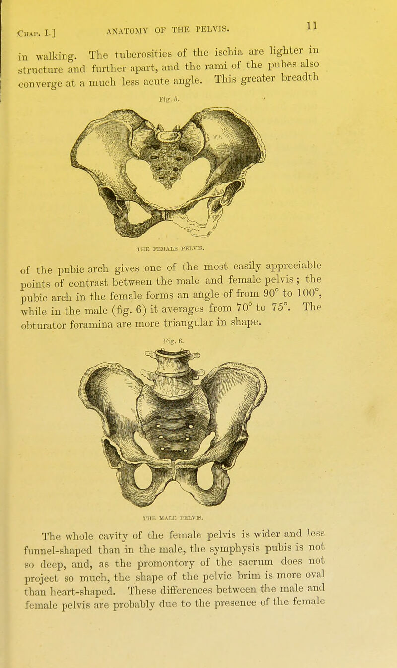 in walking. The tuberosities of the ischia are lighter in structure and further apart, and the rami of the pubes also converge at a much less acute angle. This greater breadth THE FEMALE PELVIS. of the pubic arch gives one of the most easily appreciable points of contrast between the male and female pelvis ; the pubic arch in the female forms an angle of from 90° to 100°, while in the male (fig. 6) it averages from 70° to 75°. The obturator foramina are more triangular in shape. Fig. 6. THE M.\LK PELVIS. The whole cavity of the female pelvis is wider and less funnel-shaped than in the male, the symphysis pubis is not so deep, and, as the promontory of the sacrum does not project so much, the shape of the pelvic brim is more oval than heart-shaped. These differences between the male and female pelvis are probably due to the presence of the female