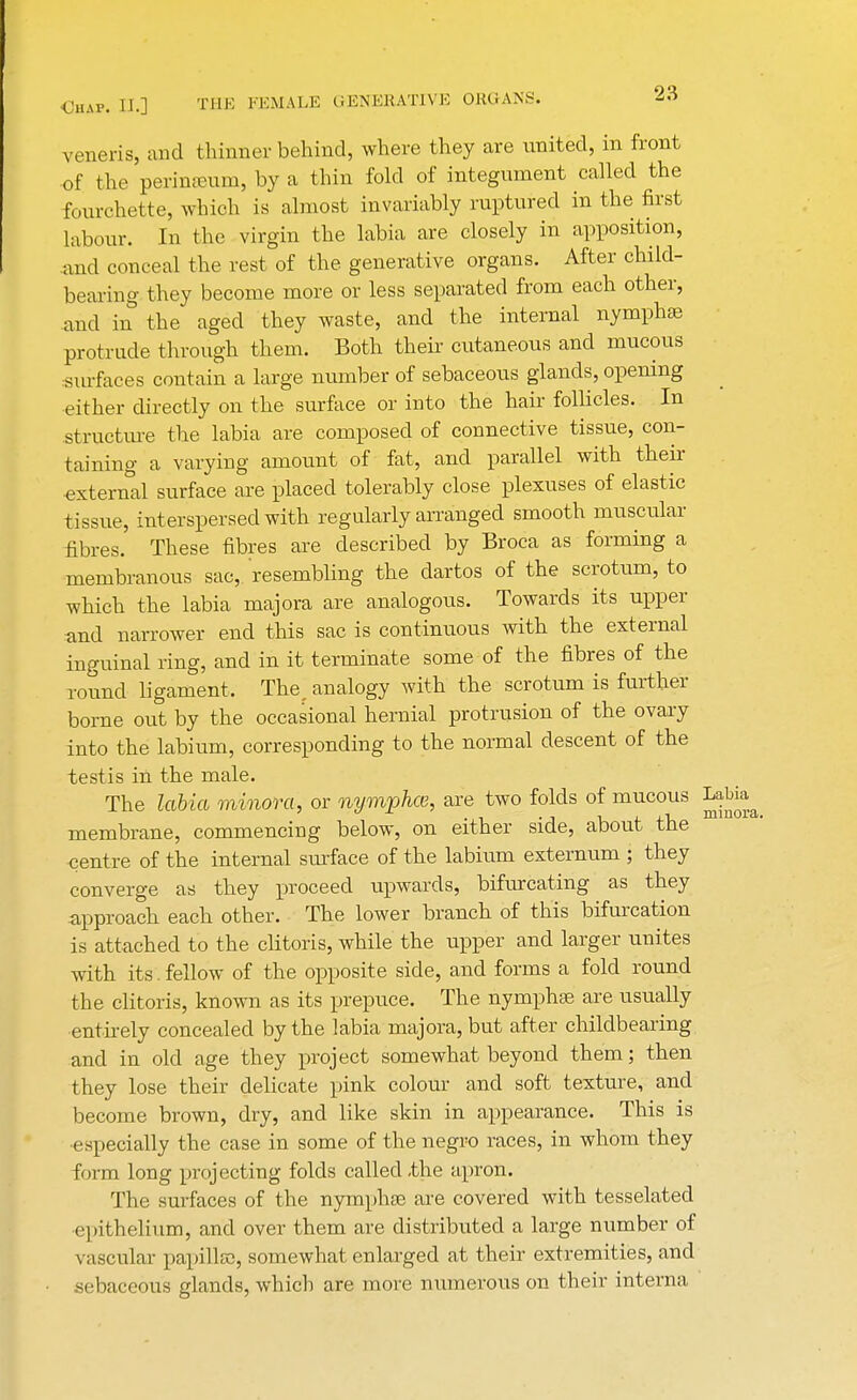 veneris, and thinner behind, where they are united, in front of the perineum, by a thin fold of integument called the fourchette, which is almost invariably ruptured in the first labour. In the virgin the labia are closely in apposition, and conceal the rest of the generative organs. After child- bearing they become more or less separated from each other, and in the aged they waste, and the internal nymphse protrude through them. Both their cutaneous and mucous surfaces contain a large number of sebaceous glands, opening either directly on the surface or into the hair follicles. In structure the labia are composed of connective tissue, con- taining a varying amount of fat, and parallel with their external surface are placed tolerably close plexuses of elastic tissue, interspersed with regularly arranged smooth muscular fibres. These fibres are described by Broca as forming a membranous sac, resembling the dartos of the scrotum, to which the labia majora are analogous. Towards its upper and narrower end this sac is continuous with the external inguinal ring, and in it terminate some of the fibres of the round ligament. The, analogy with the scrotum is further borne out by the occasional hernial protrusion of the ovary into the labium, corresponding to the normal descent of the testis in the male. The labia minora, or nymphce, are two folds of mucous Labia membrane, commencing below, on either side, about the centre of the internal surface of the labium externum ; they converge as they proceed upwards, bifurcating as they -approach each other. The lower branch of this bifurcation is attached to the clitoris, while the upper and larger unites with its. fellow of the opposite side, and forms a fold round the clitoris, known as its prepuce. The nymphse are usually entirely concealed by the labia majora, but after childbearing and in old age they project somewhat beyond them; then they lose their delicate pink colour and soft texture, and become brown, dry, and like skin in appearance. This is especially the case in some of the negro races, in whom they form long projecting folds called -the apron. The surfaces of the nymphse are covered with tesselated epithelium, and over them are distributed a large number of vascular papilla?, somewhat enlarged at their extremities, and sebaceous glands, which are more numerous on their interna